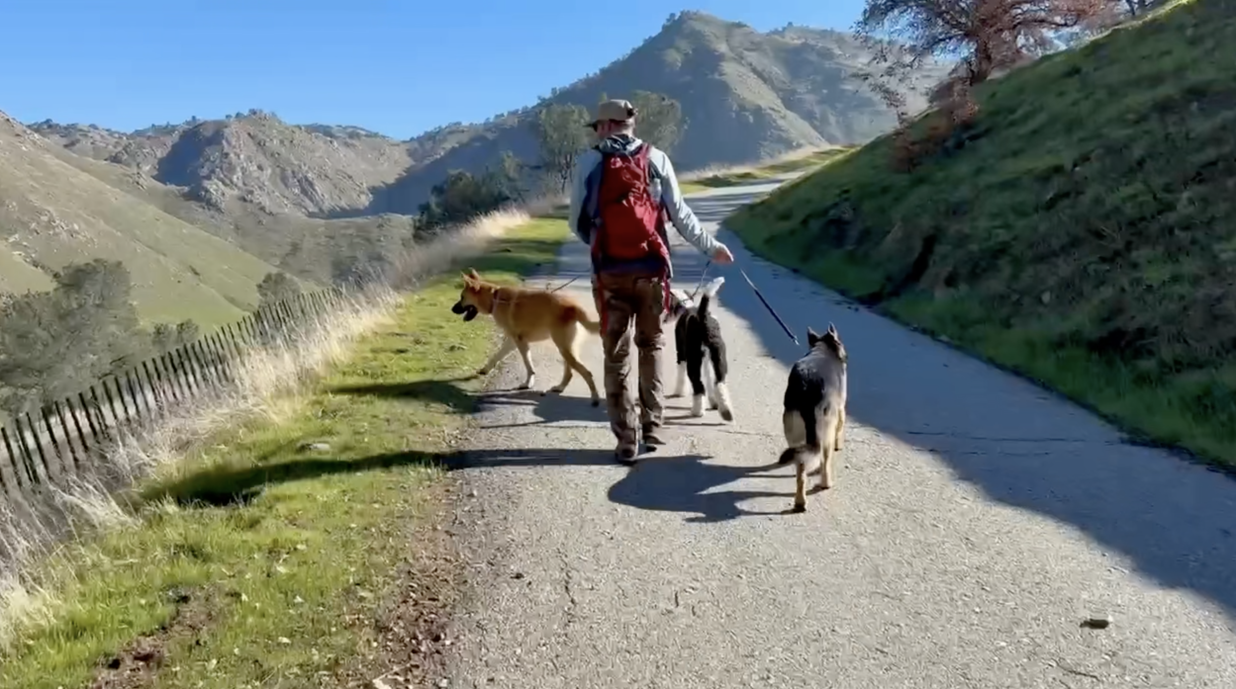 A man walking with three dogs.