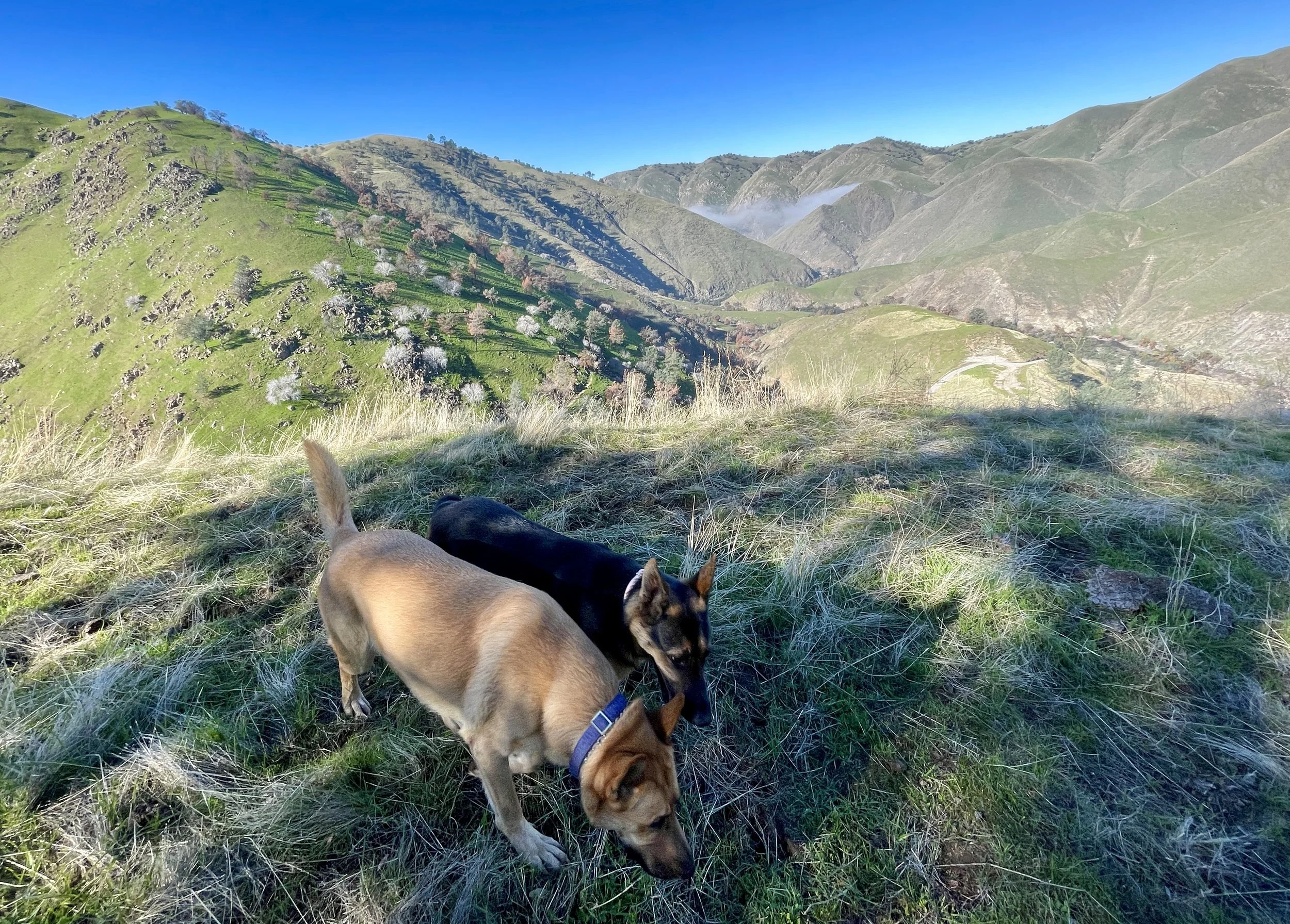 Two dogs stand side by side smelling the ground.  