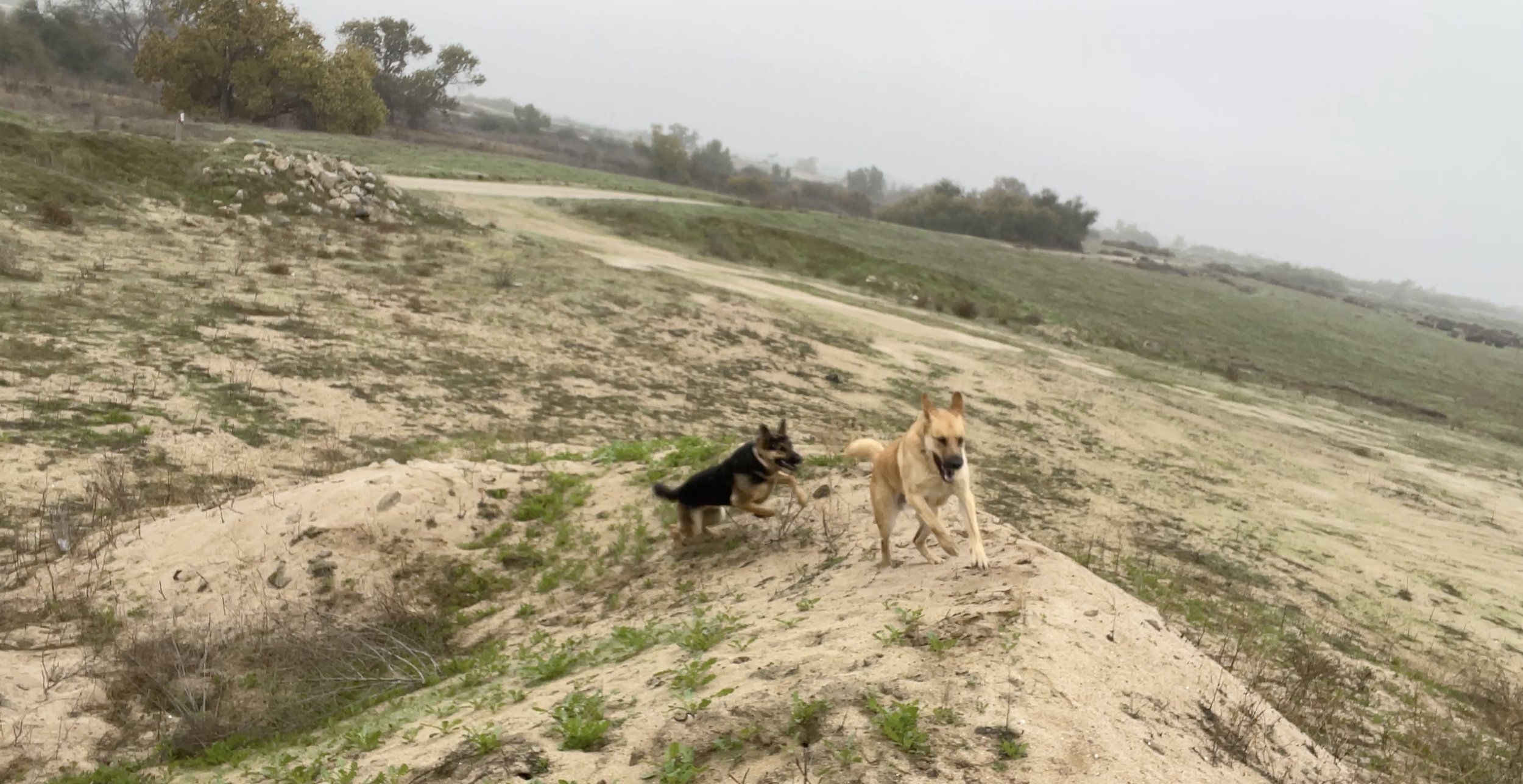 Two dogs climb a small hill.
