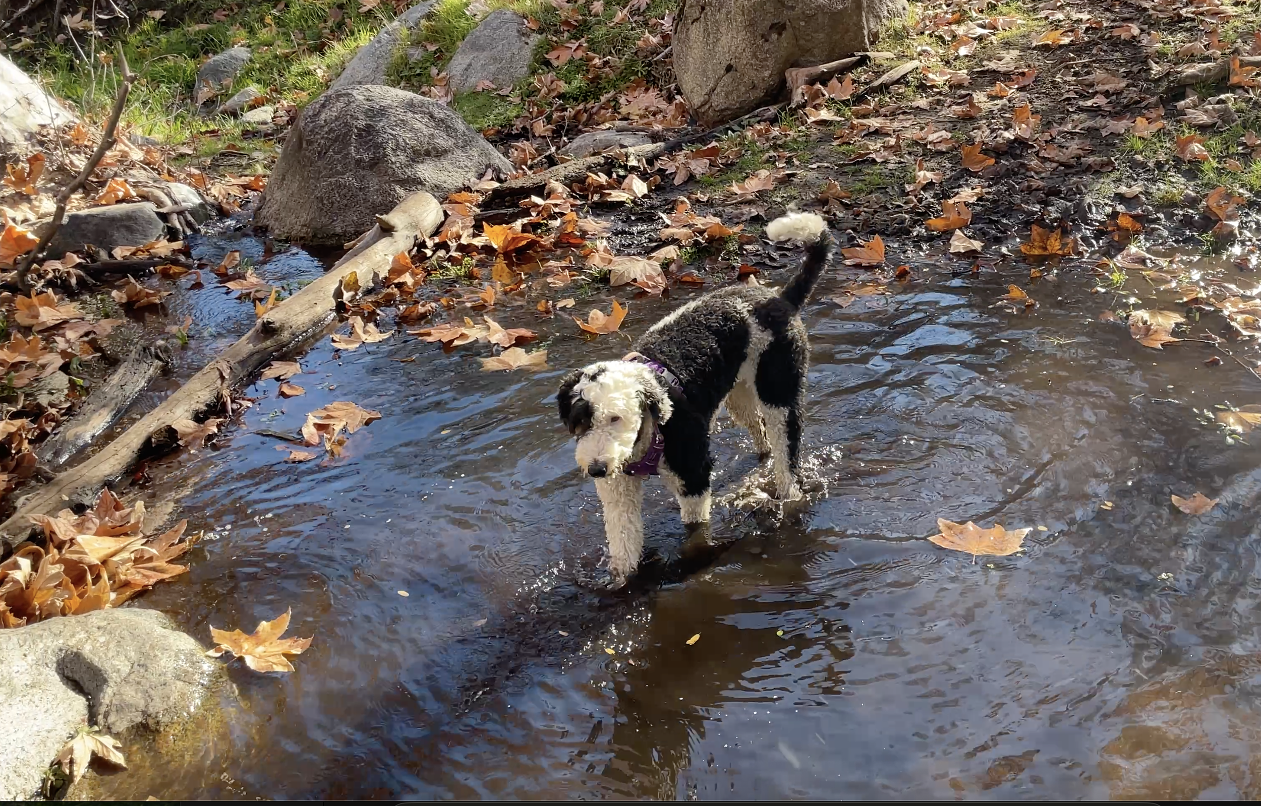 A black and white dog stands in a shallow creek with clear water and dead leaves.  