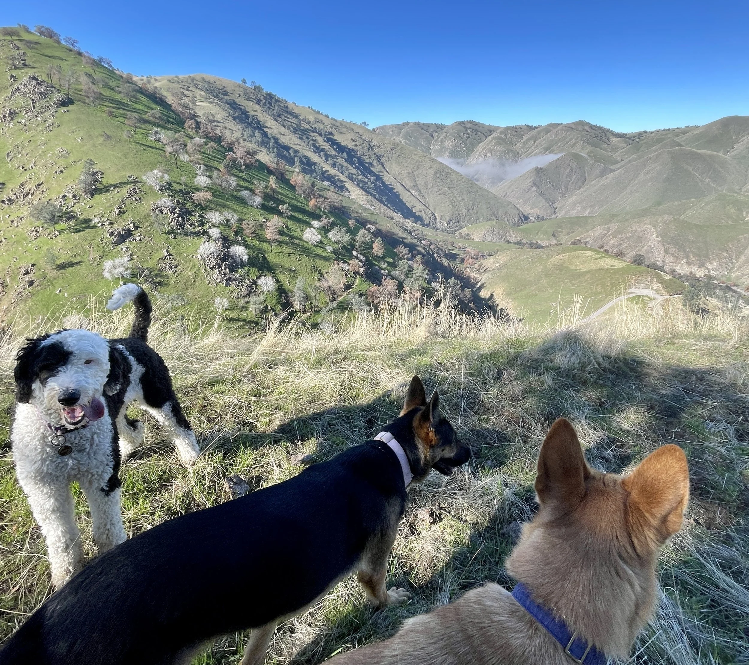 Three dogs, one black and white, one balcj, and one tan look into the distance of a view of the green mountains and trees.  