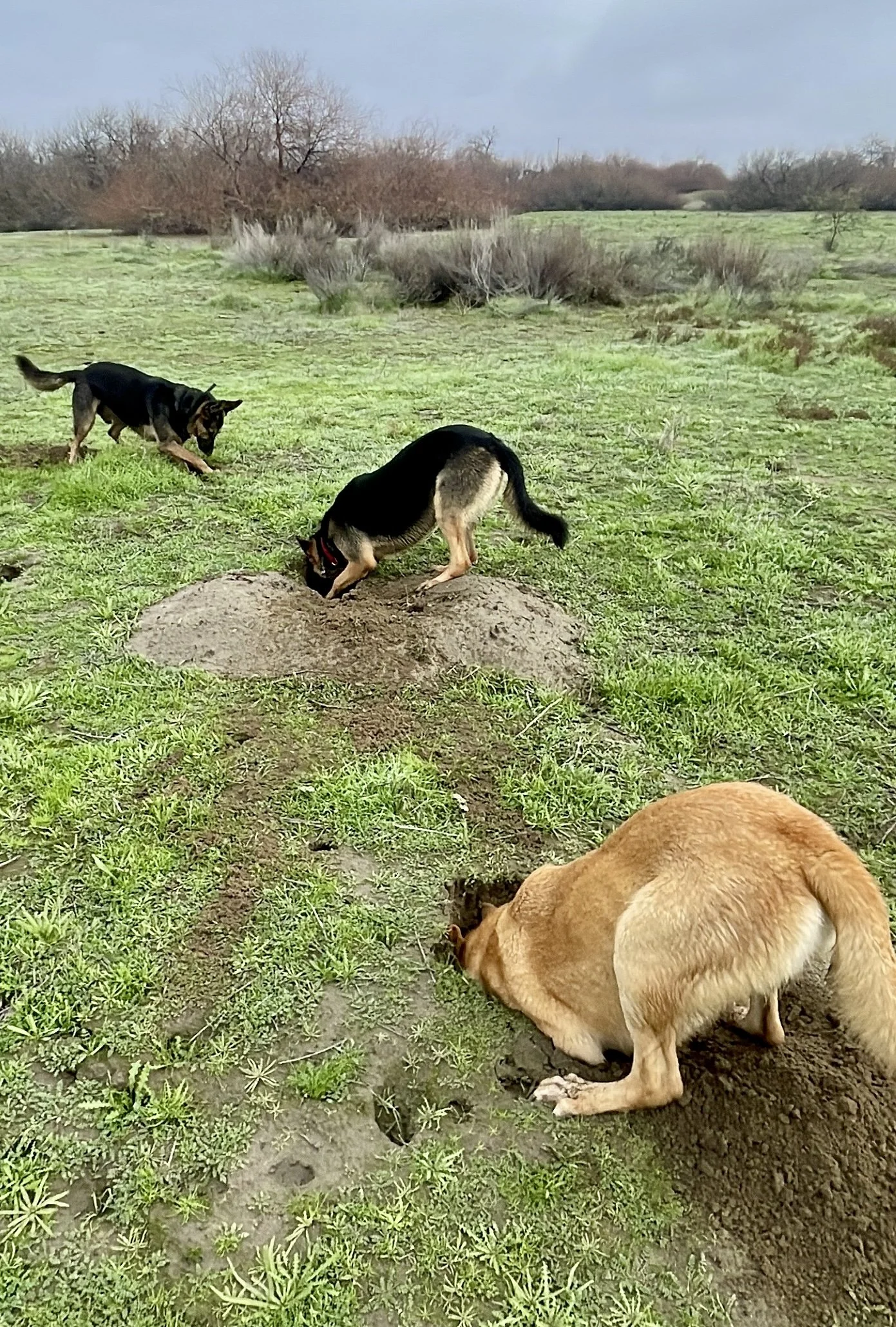 Three dogs all dig at the same time for squirrels.  their heads are all at the ground while they are digging deep.  