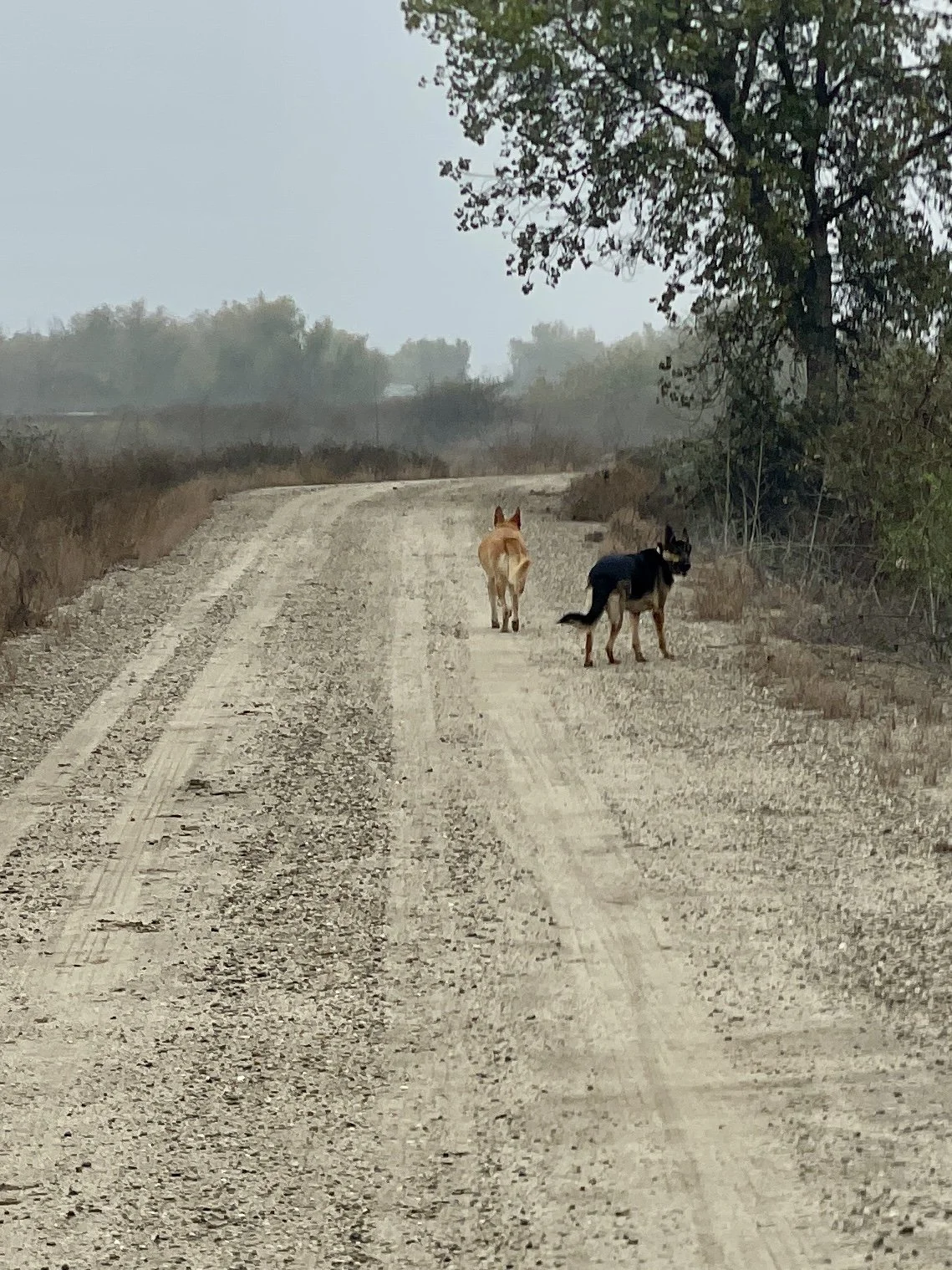 Two dogs off in the distance standing on a dirt road.  