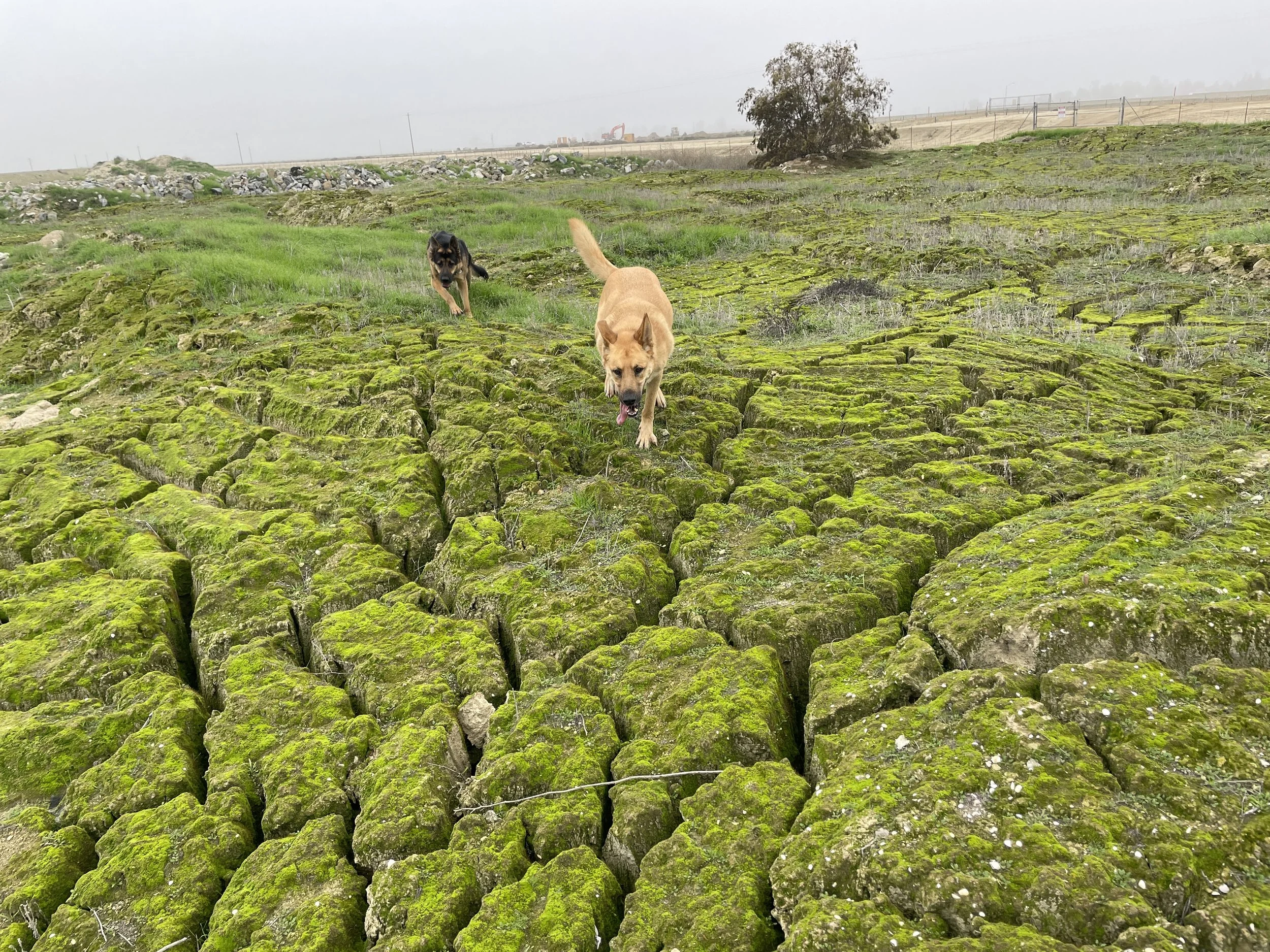 Mac enjoying some new smells.  
