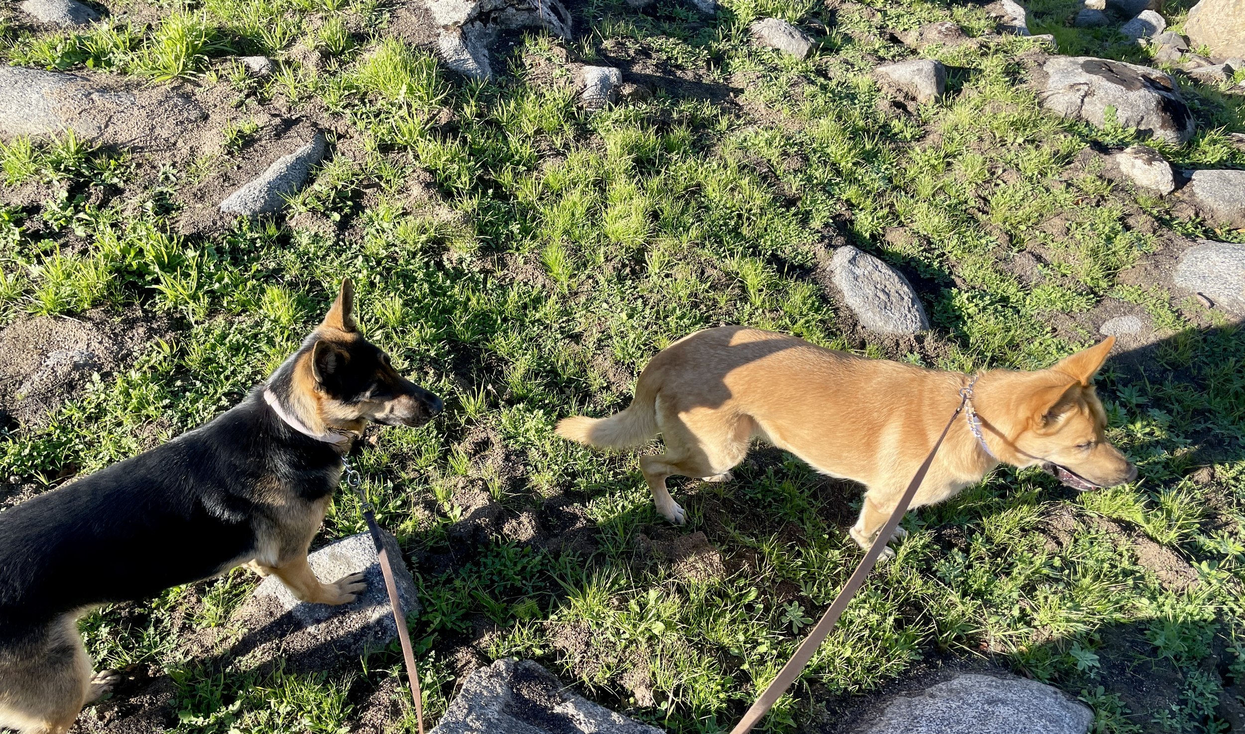 Two dogs one tan and one balck stand alert on leash.  