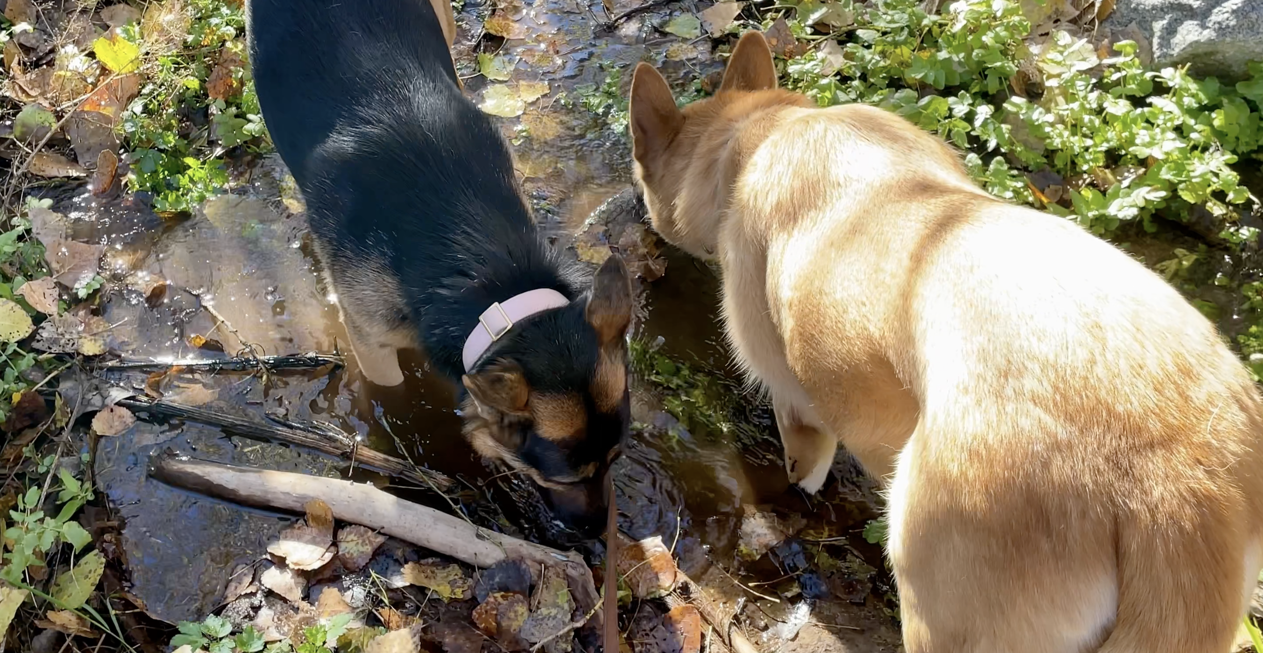 Two dogs get a drink from a small creek full of fall leaves.