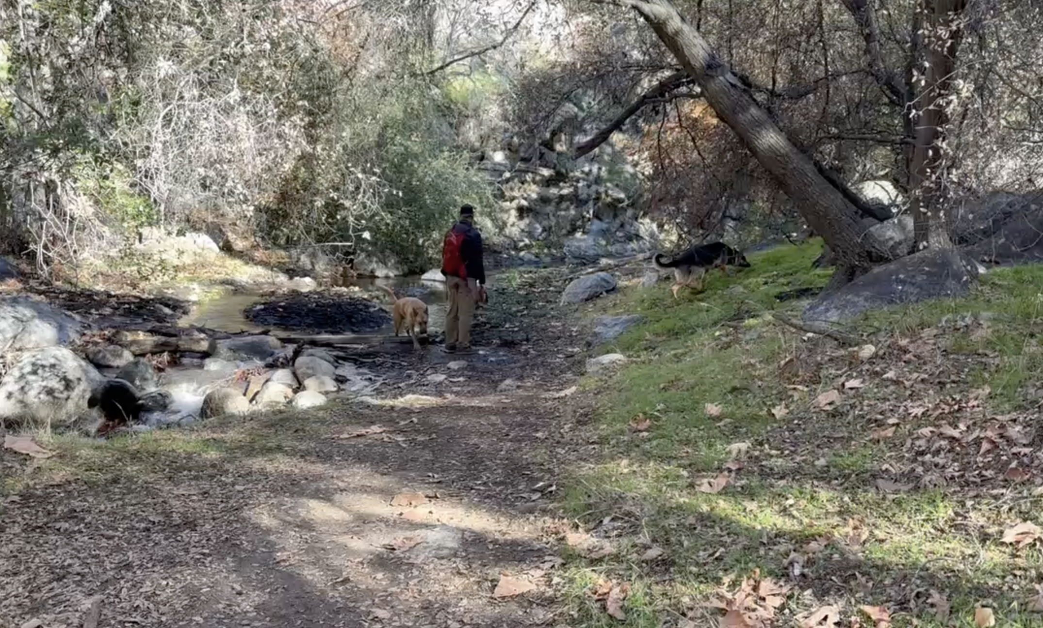 A man and two dogs stand near the edge of a creek.  