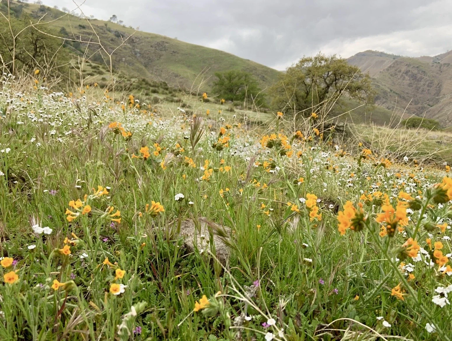 Mountain wild flowers of white and yellow.  