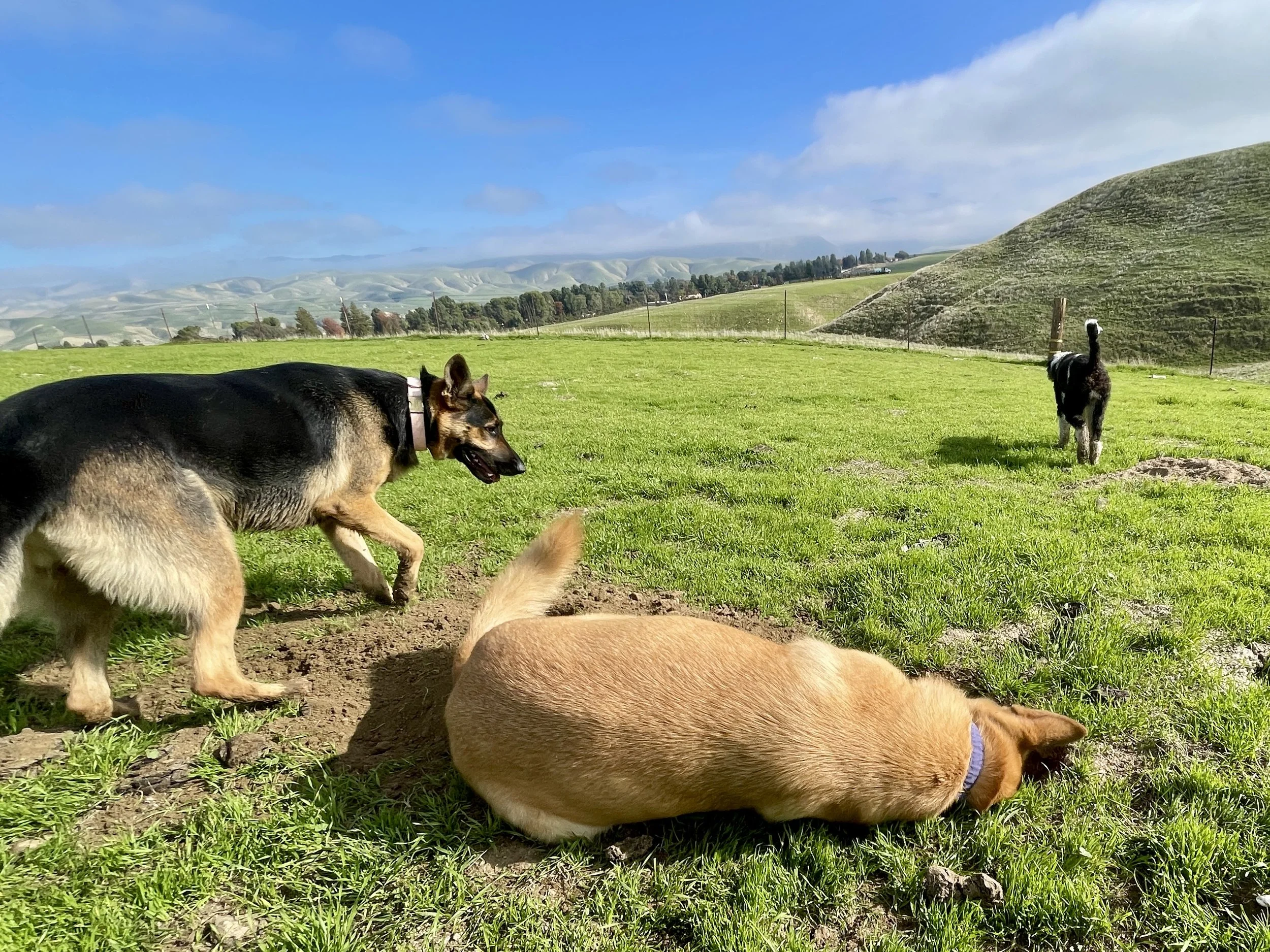 Three dogs enjoy a sunny day in a green field.  