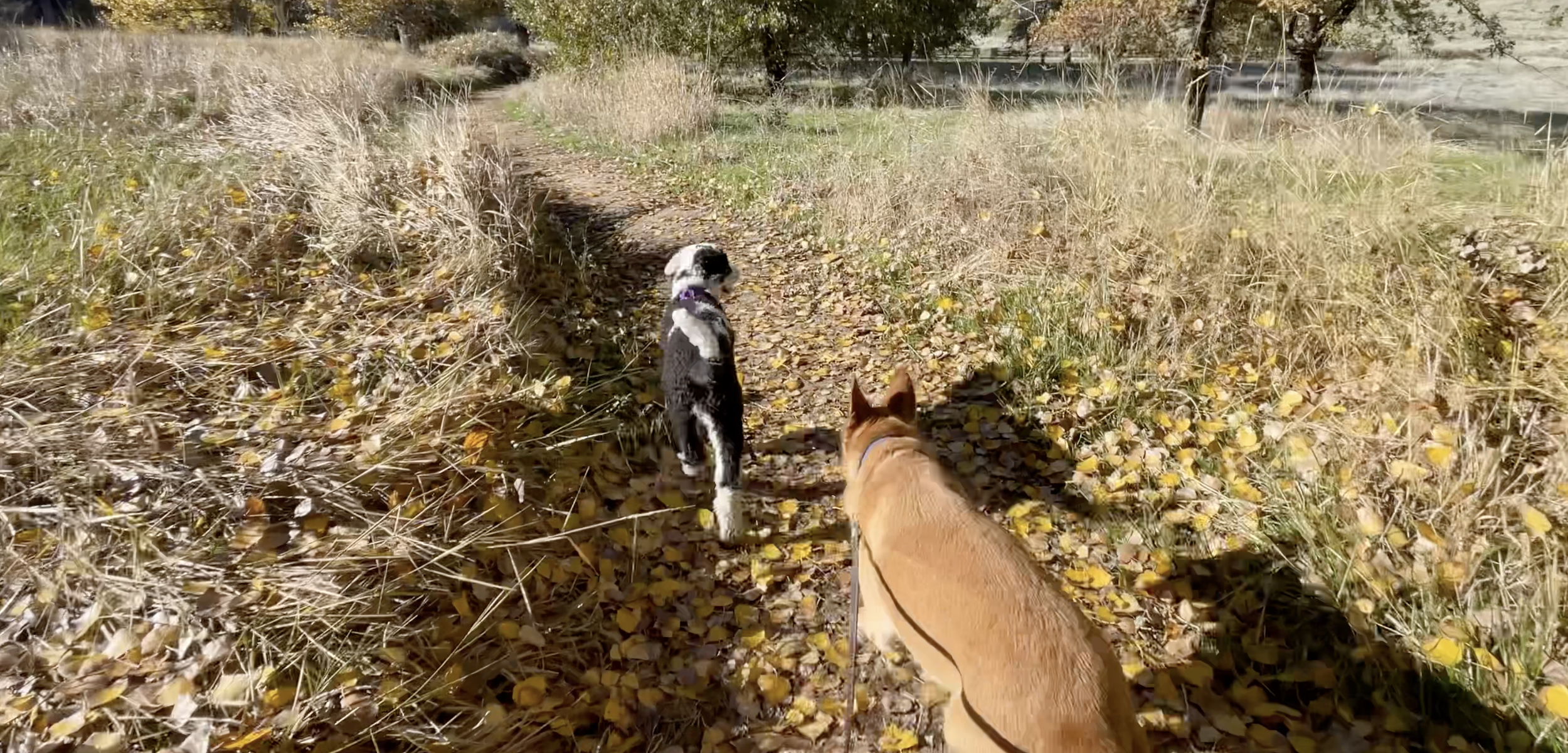 Two dogs explore a nature trail.