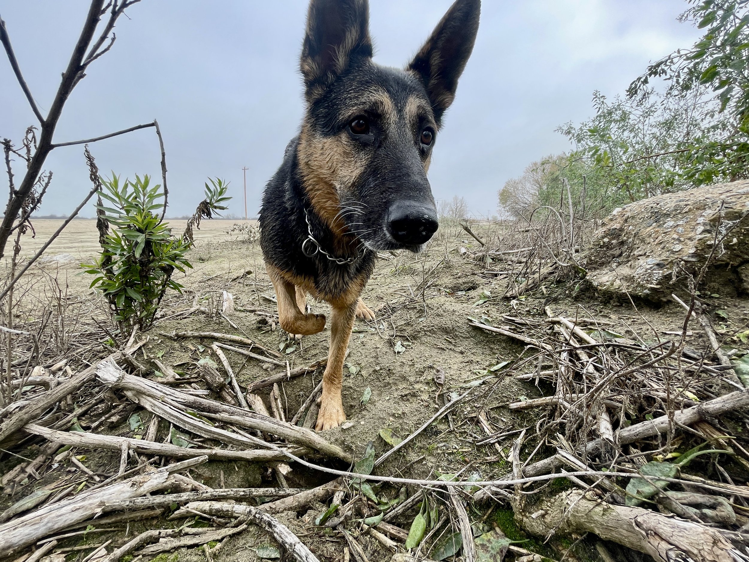 a German Shepard walks towards the camera with pointy ears.  