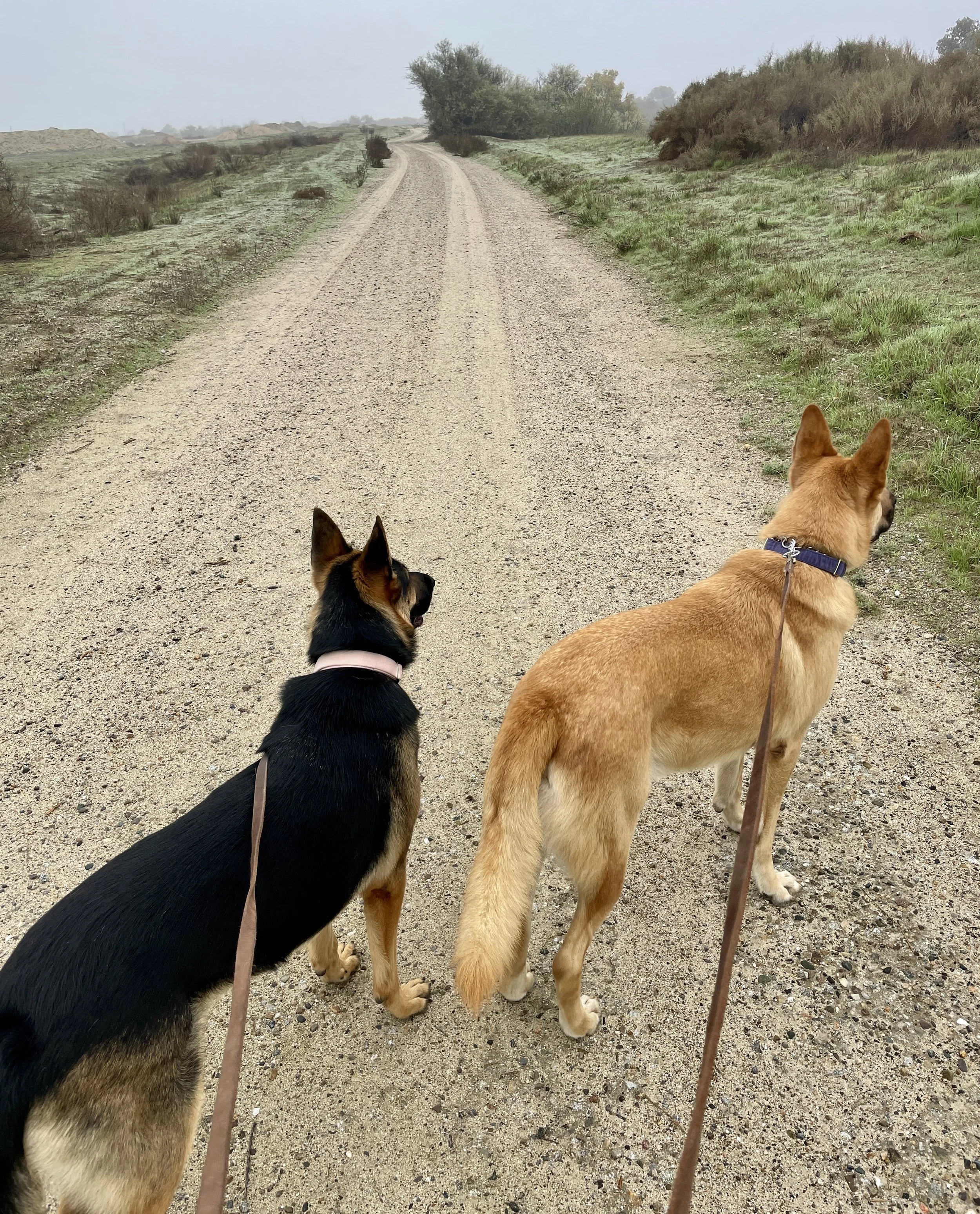 Two dogs one black and one tan look of in the distance while on leash.  