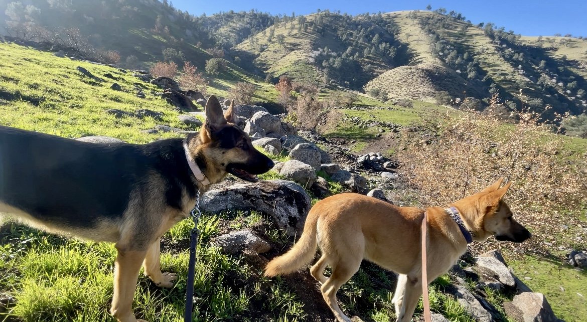 Two dogs one tan and one black look out at a view of green grass and boulders.  