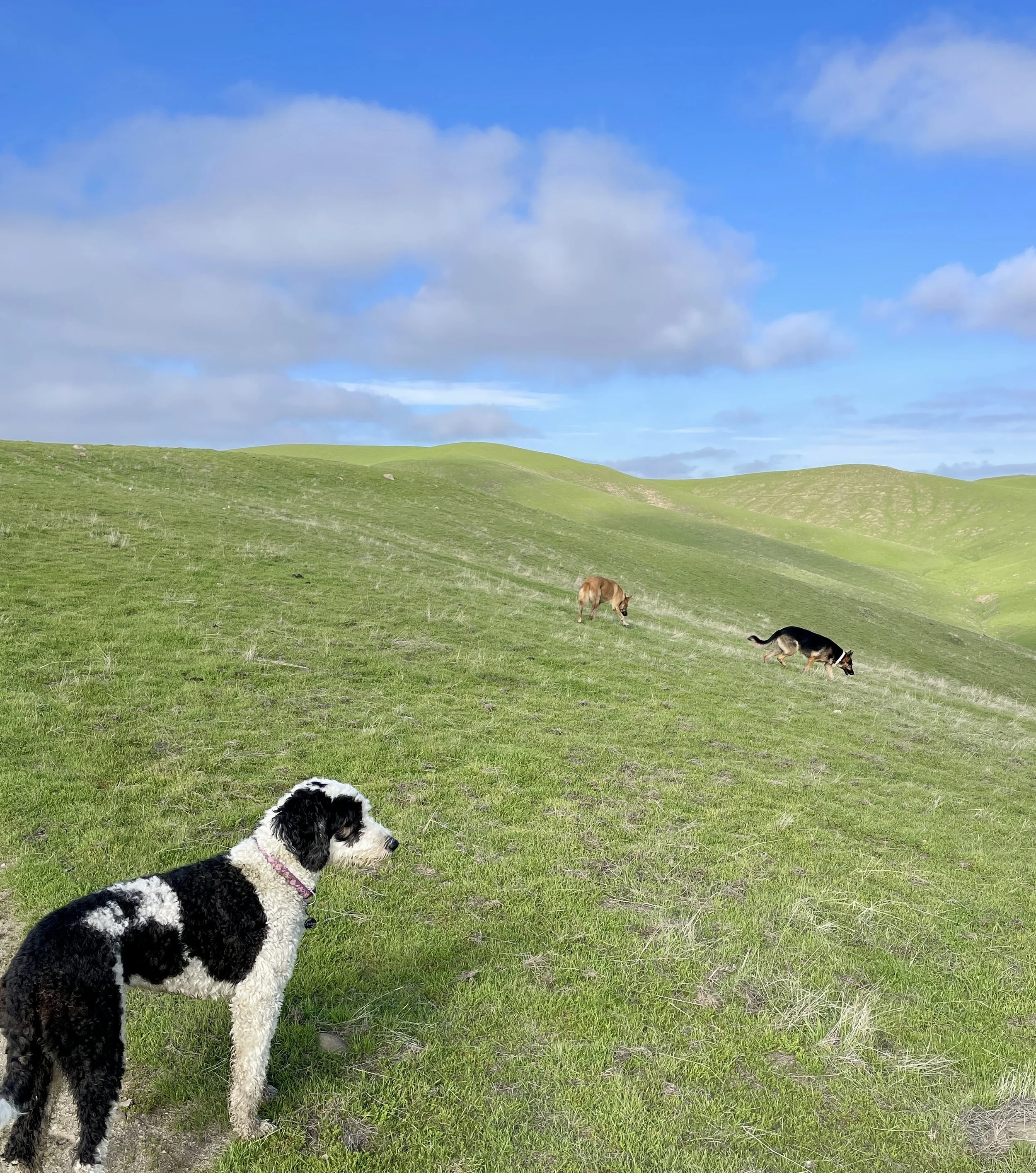 Three dogs on a green gassy hill.  