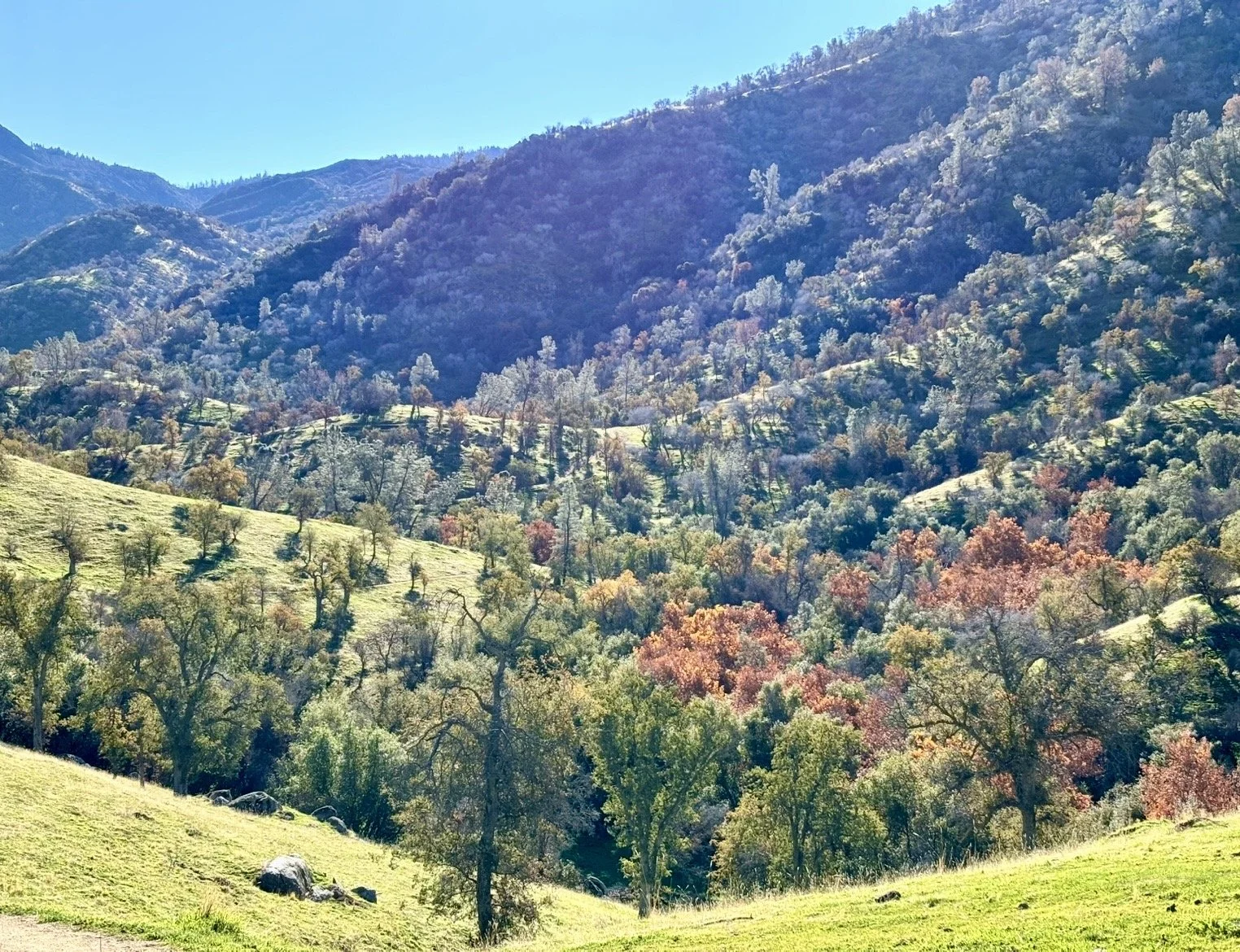 Scenic view of a mountain with lots of fall colored trees.  