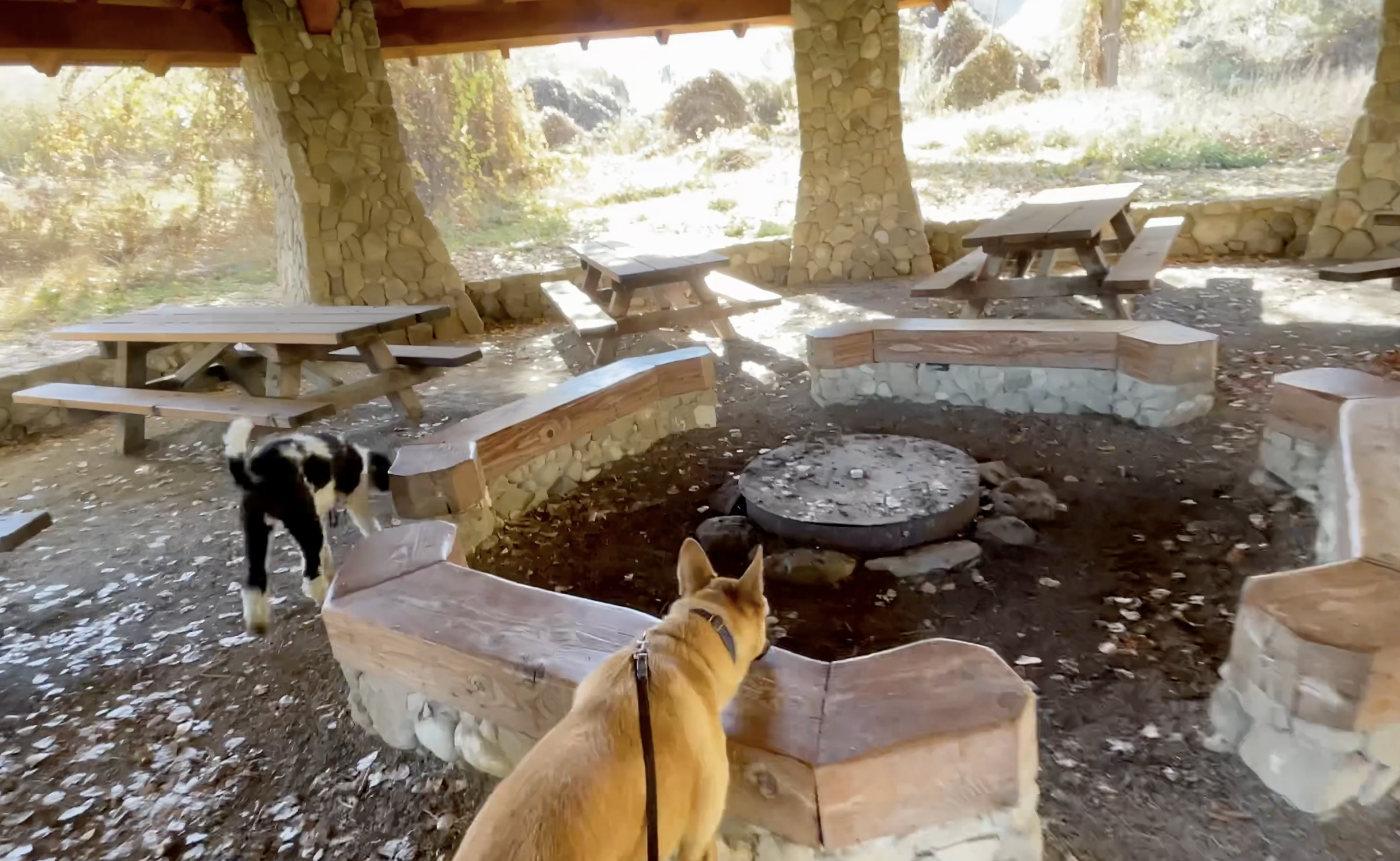 Two dogs explore under a shade structure next to a fire pit and picnic benches.