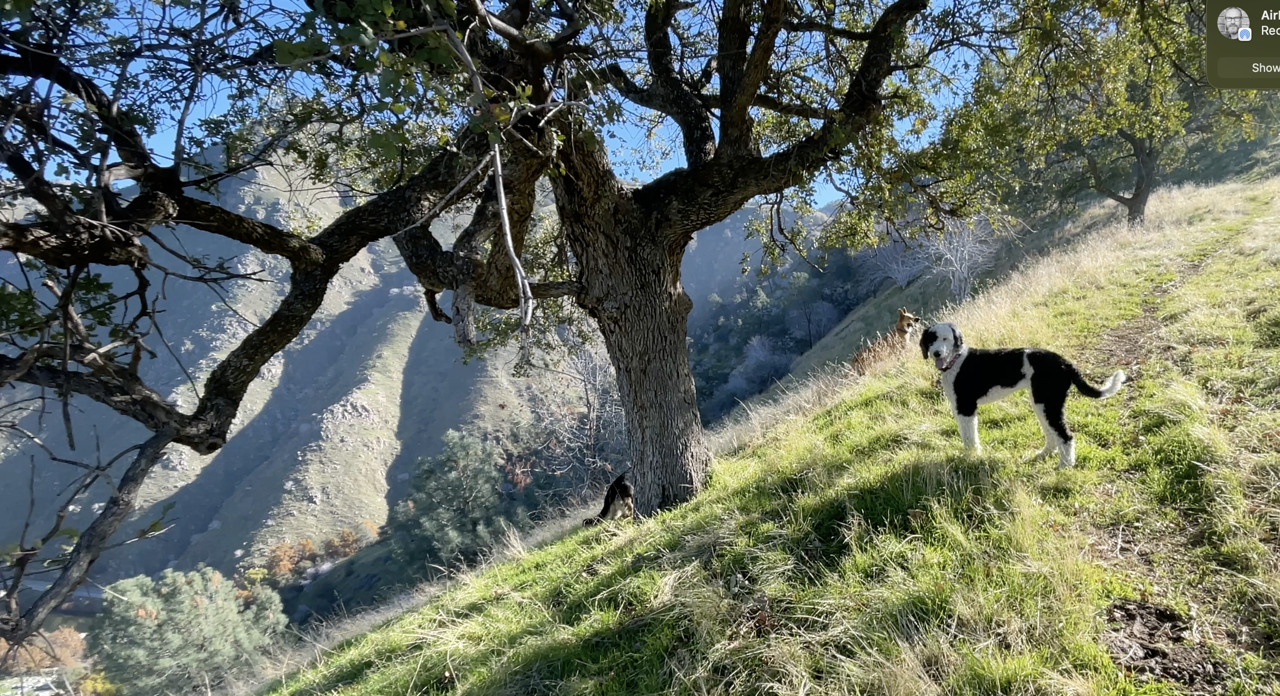 A lone tree and one black and white dog stand under it.  
