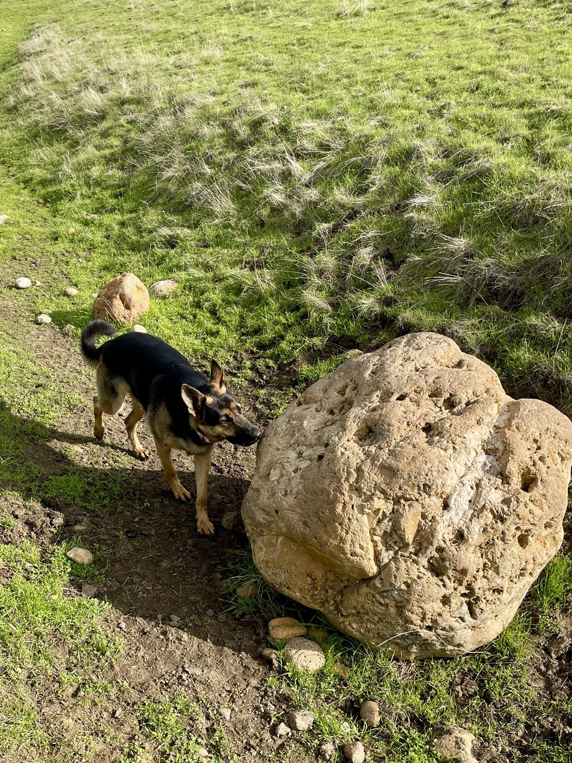 A black dog smells a large boulder in a field.