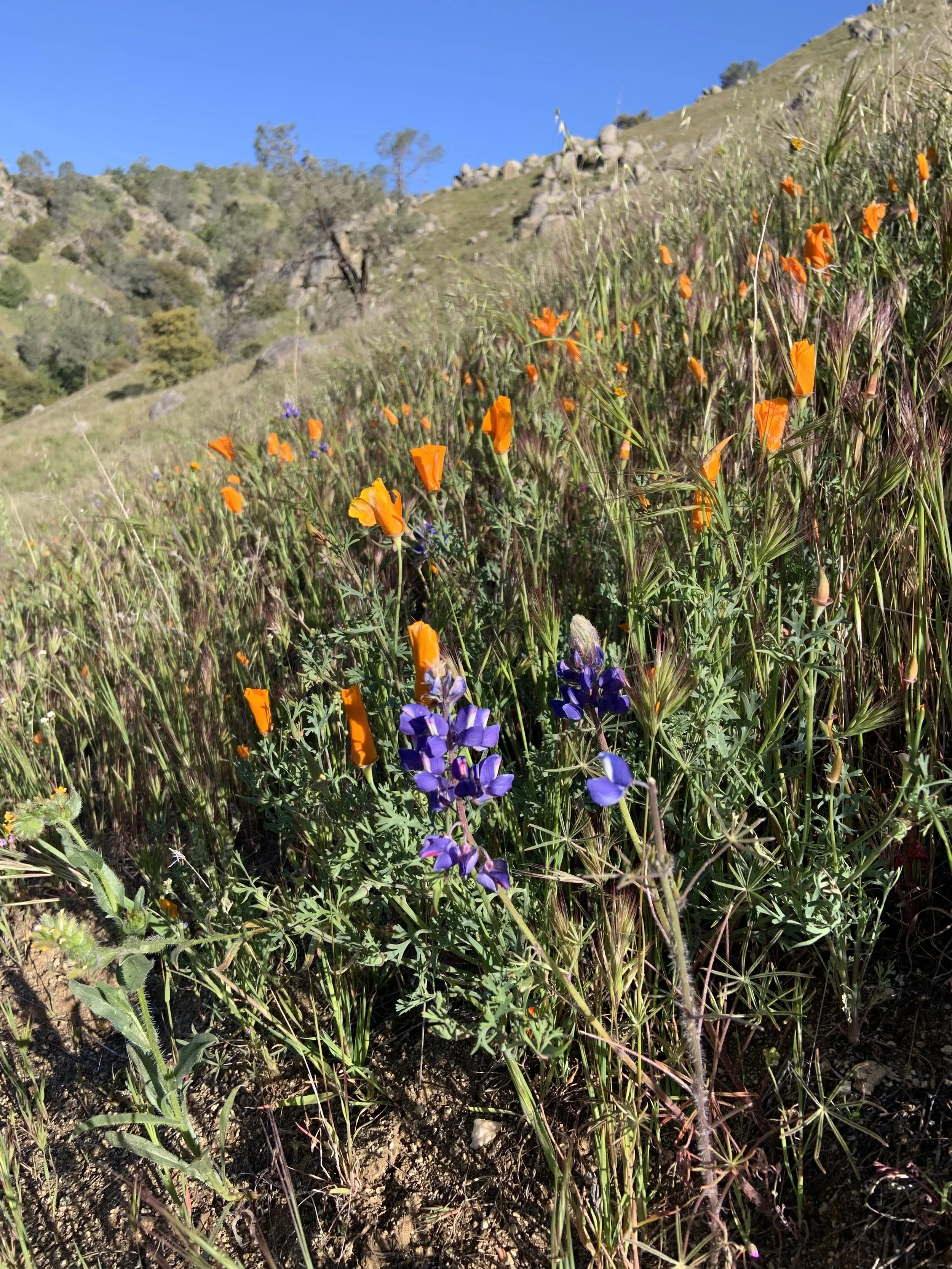 Orange and purple wild flowers on a mountain hill side.  