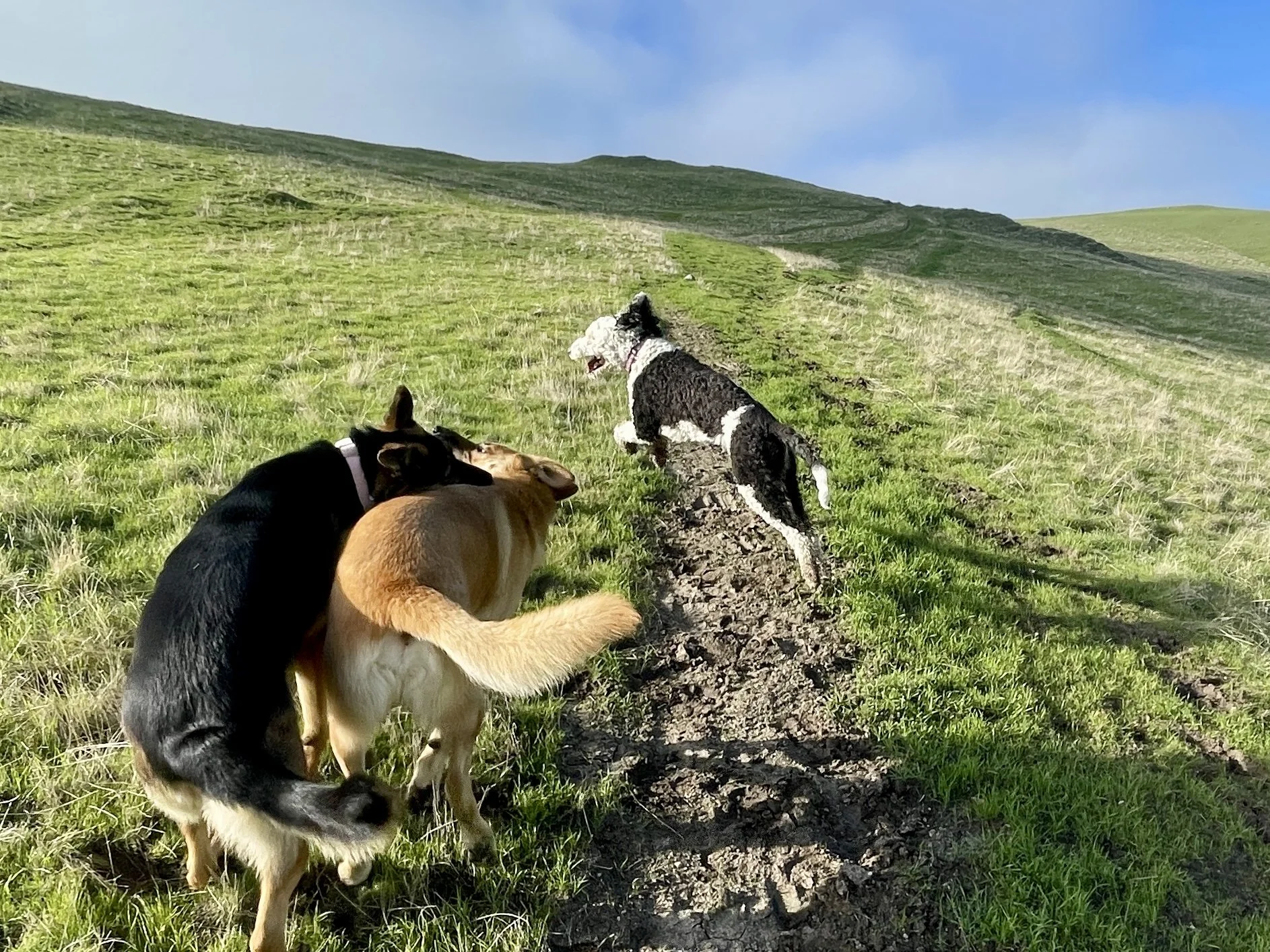 Three dogs play together on a green hill