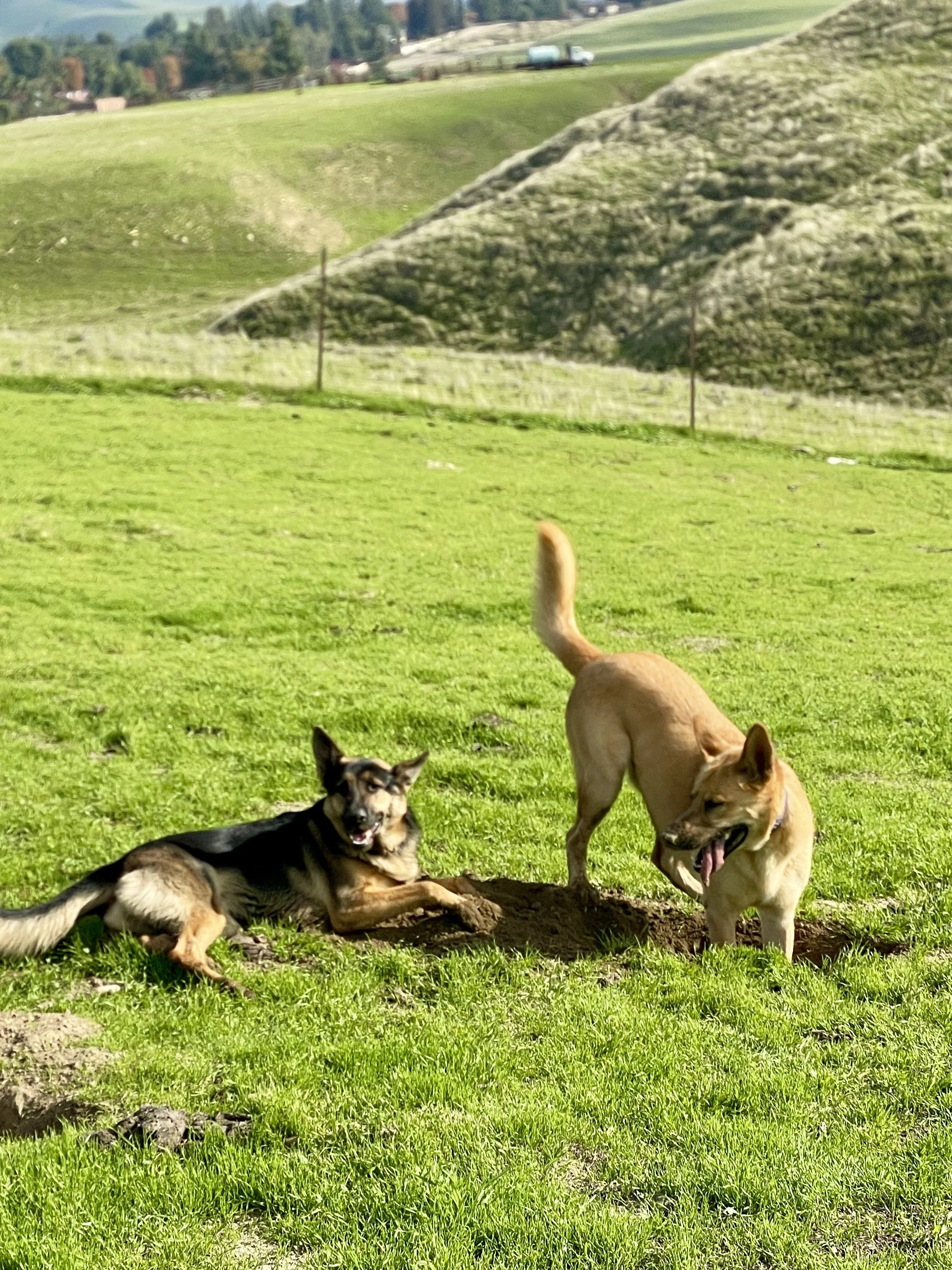 Two dogs play in the grass