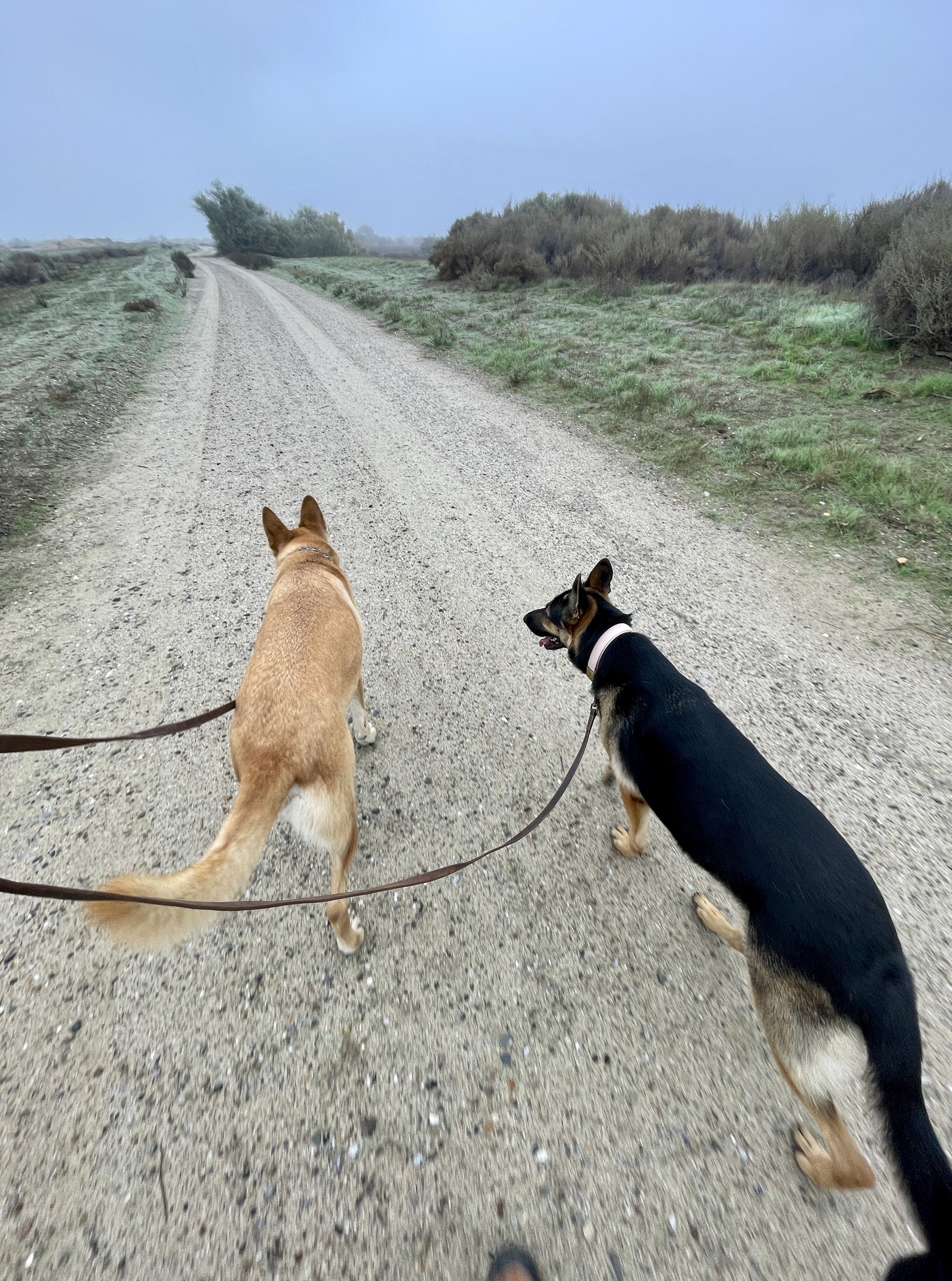 Two dogs on a walk on leash.  