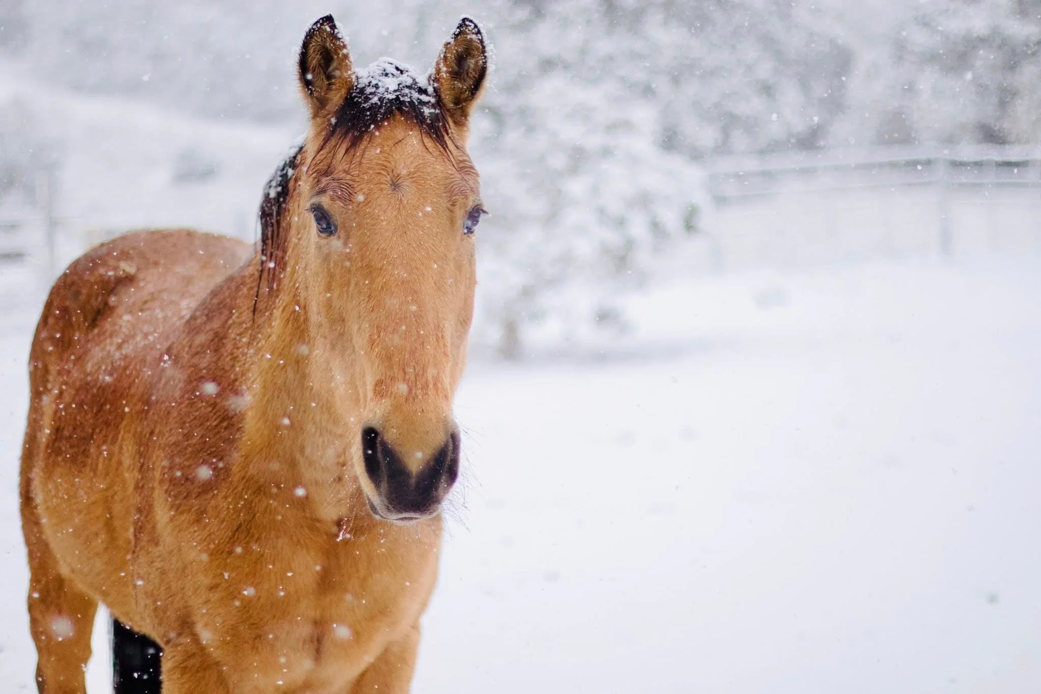 Neigh, It’s Cold Outside- Digital Download
