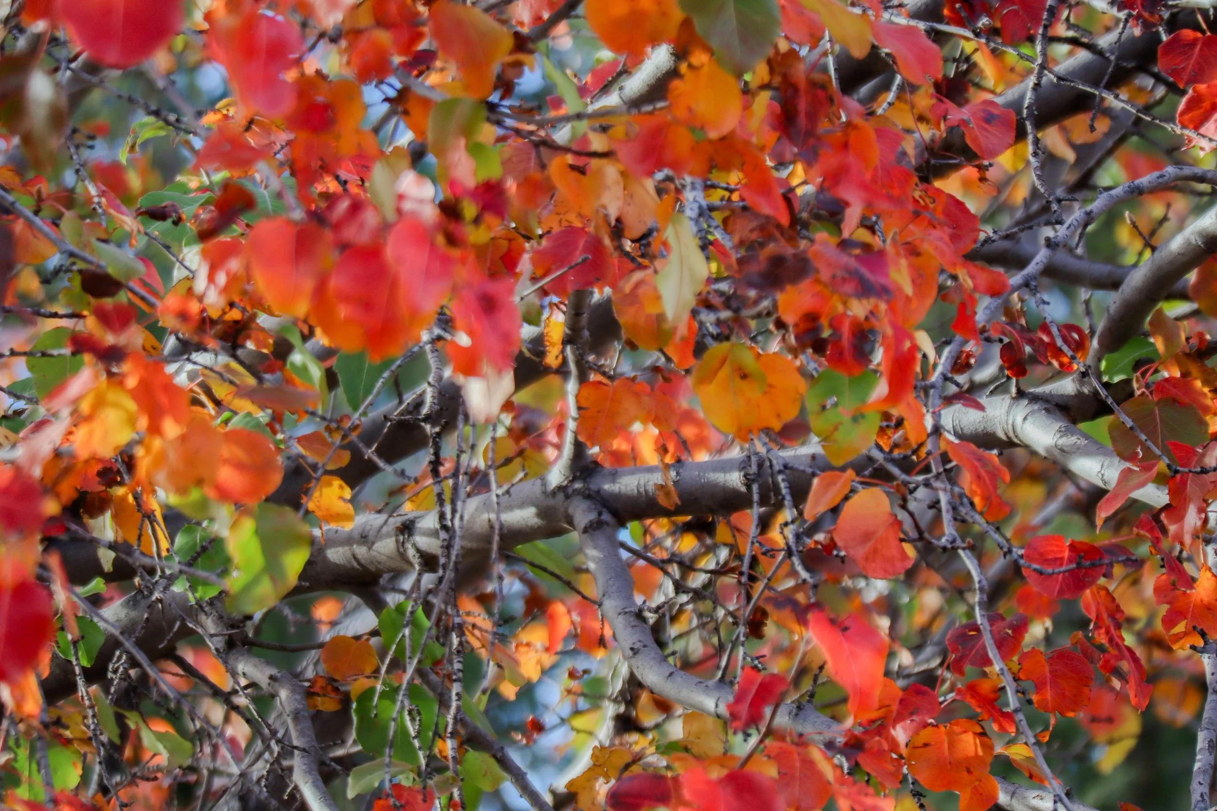 Fall Leaves- Digital Download