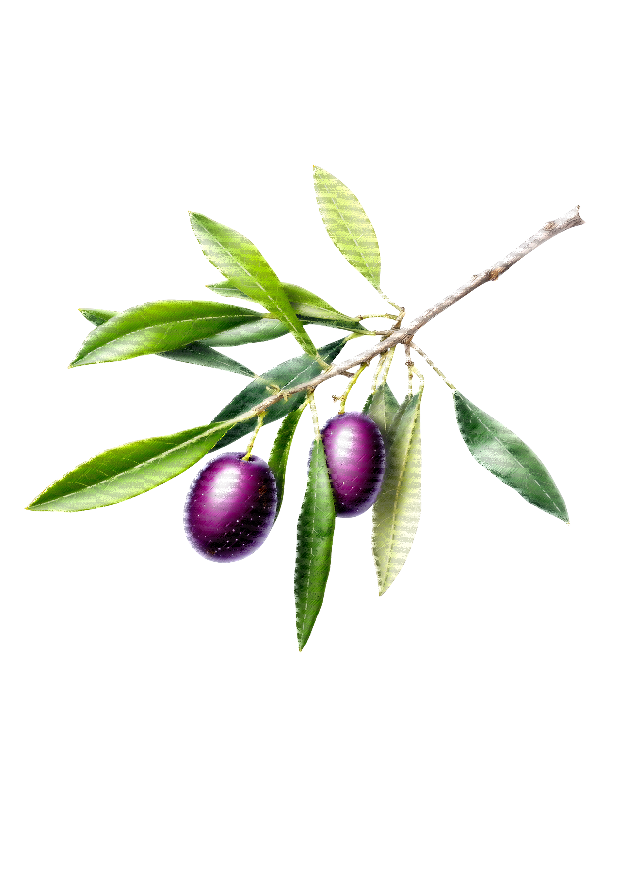 olive 2.png