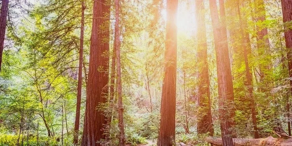 Sun shining through tall trees in a lush redwood forest.