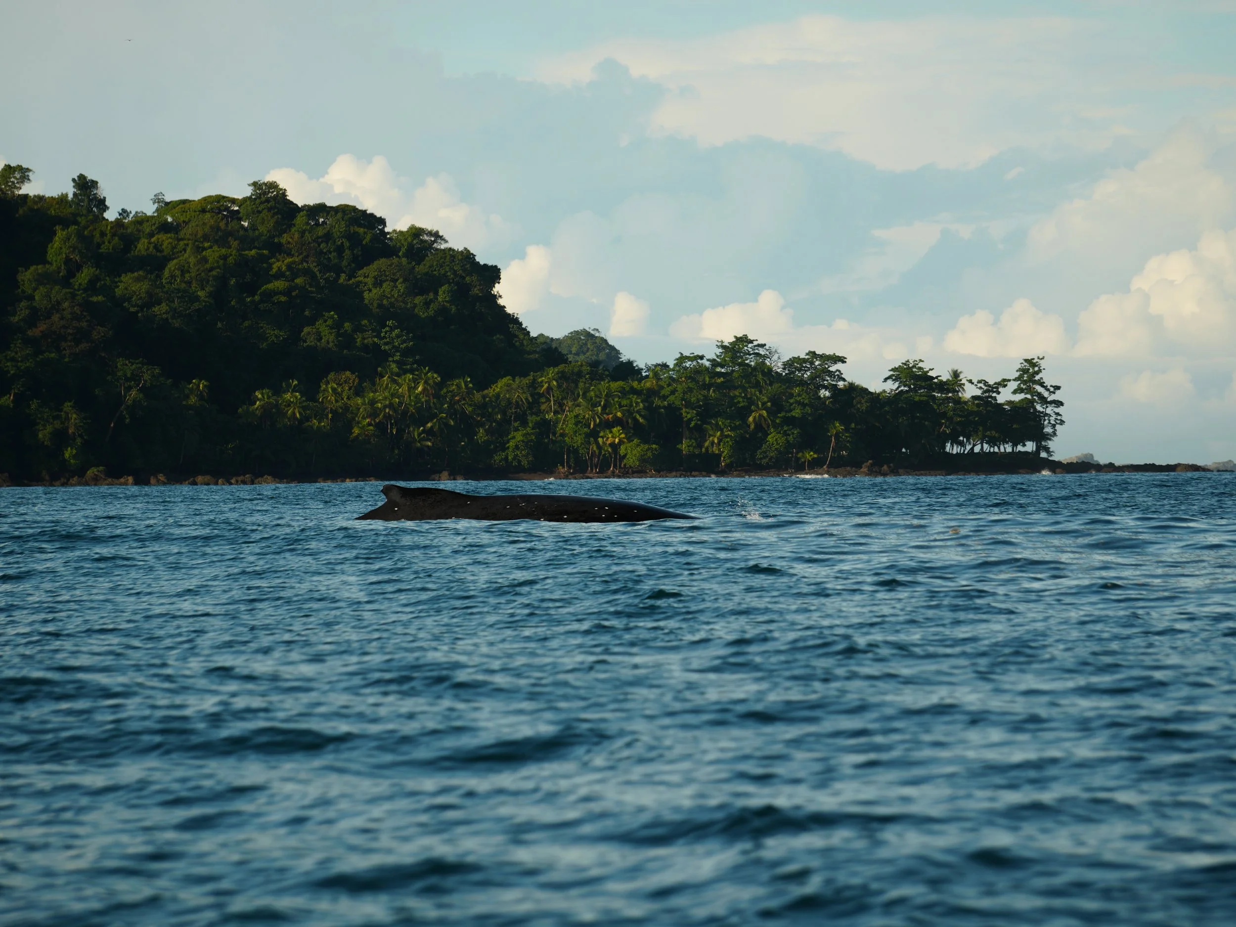 View of young whale back in Corcovado National Park, Costa Rica, surrounded by the Pacific Ocean.