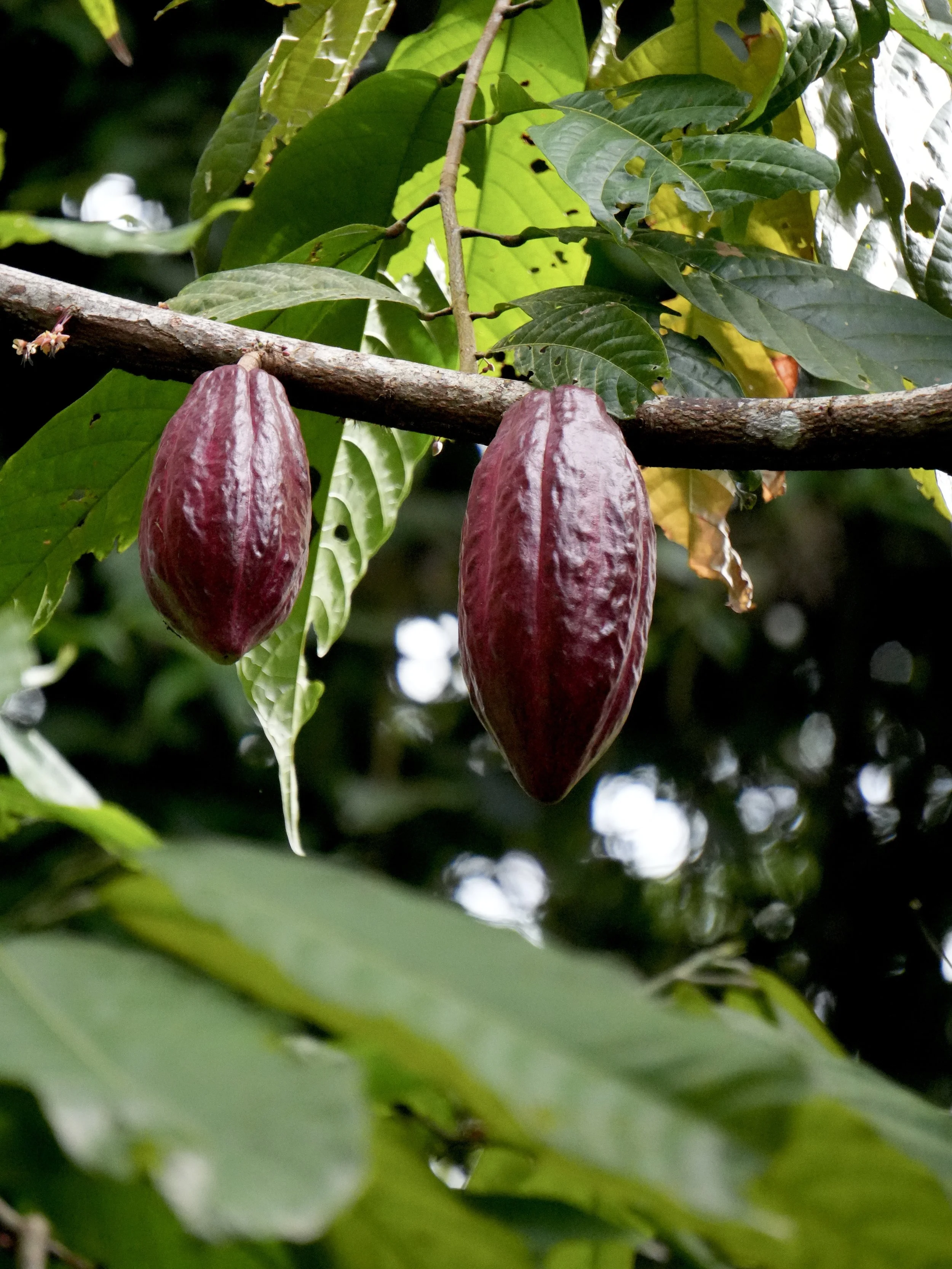 The Raw Taste of Costa Rica