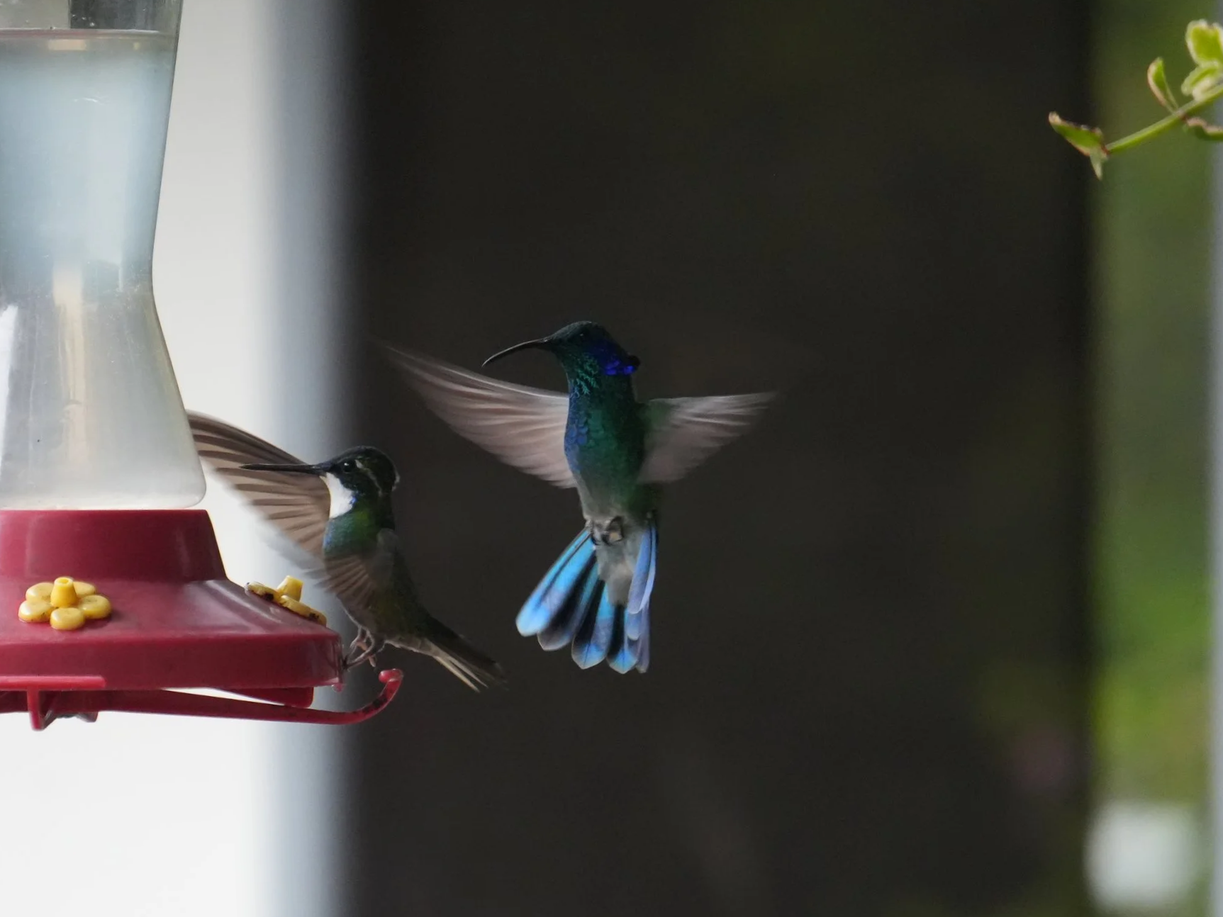 Hummingbirds feeding at a nectar feeder in Parque Nacional Los Quetzales, Costa Rica.