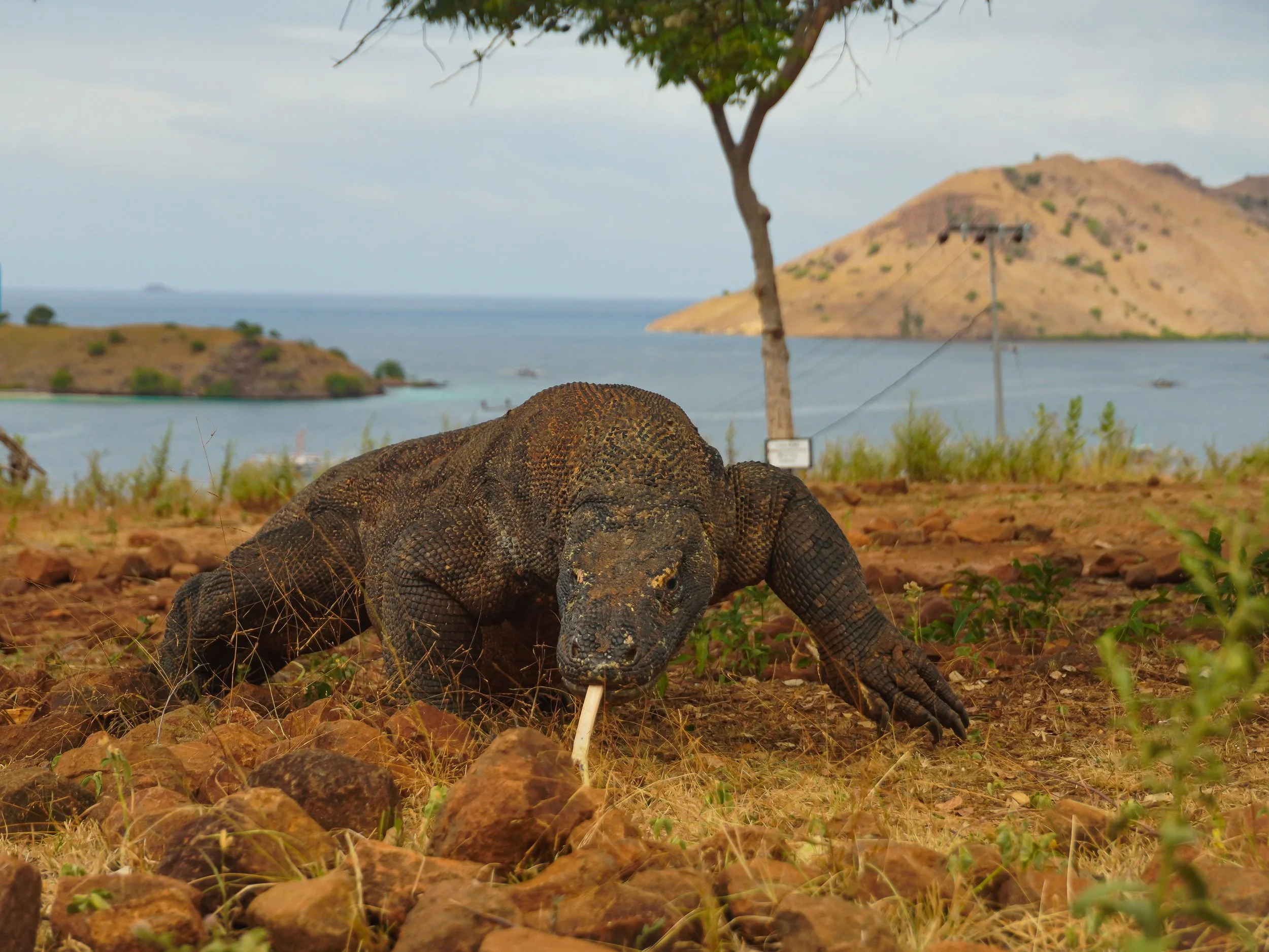 Islands of Komodo