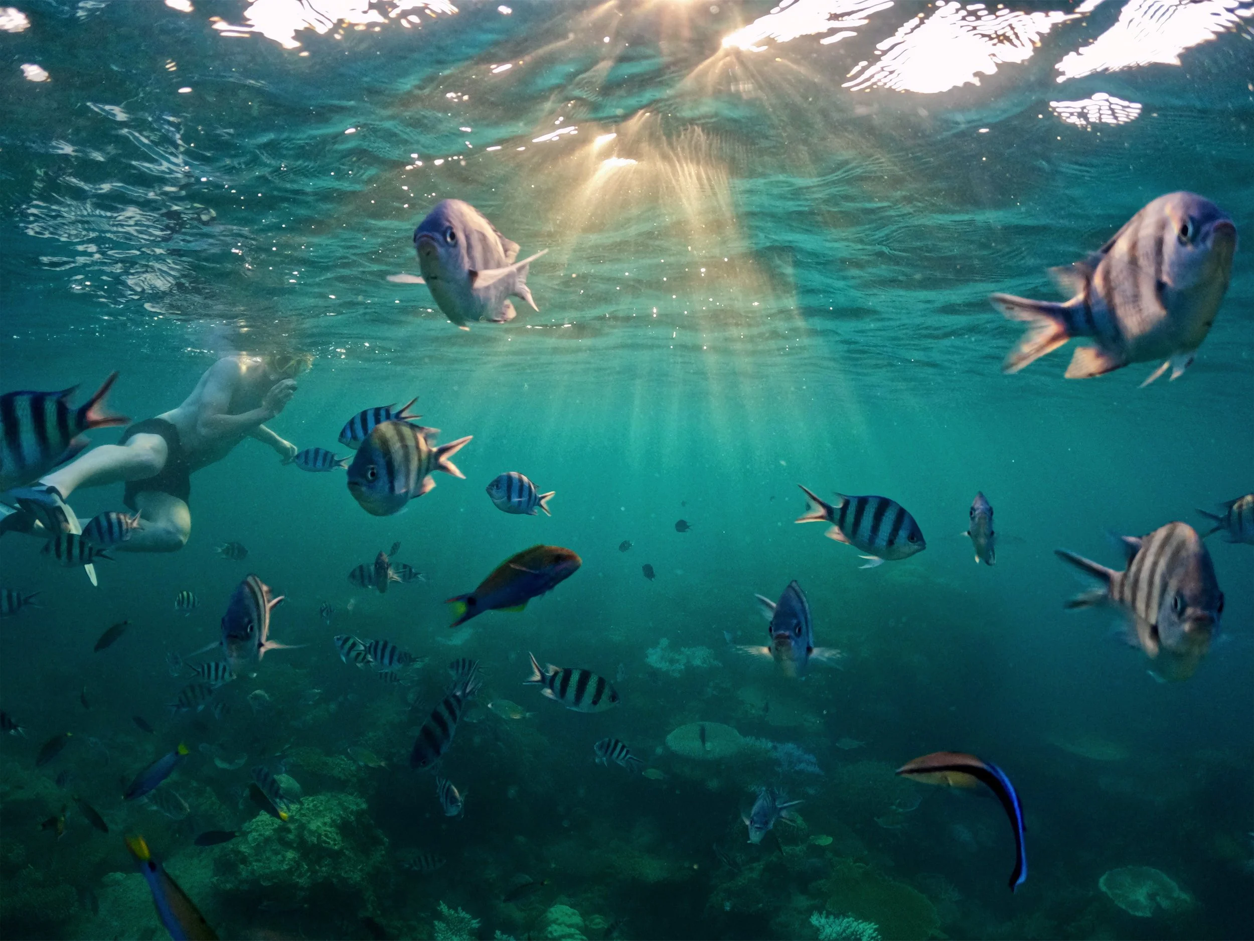 Underwater photograph of tropical fish swimming above coral reef with sunlight filtering through water.