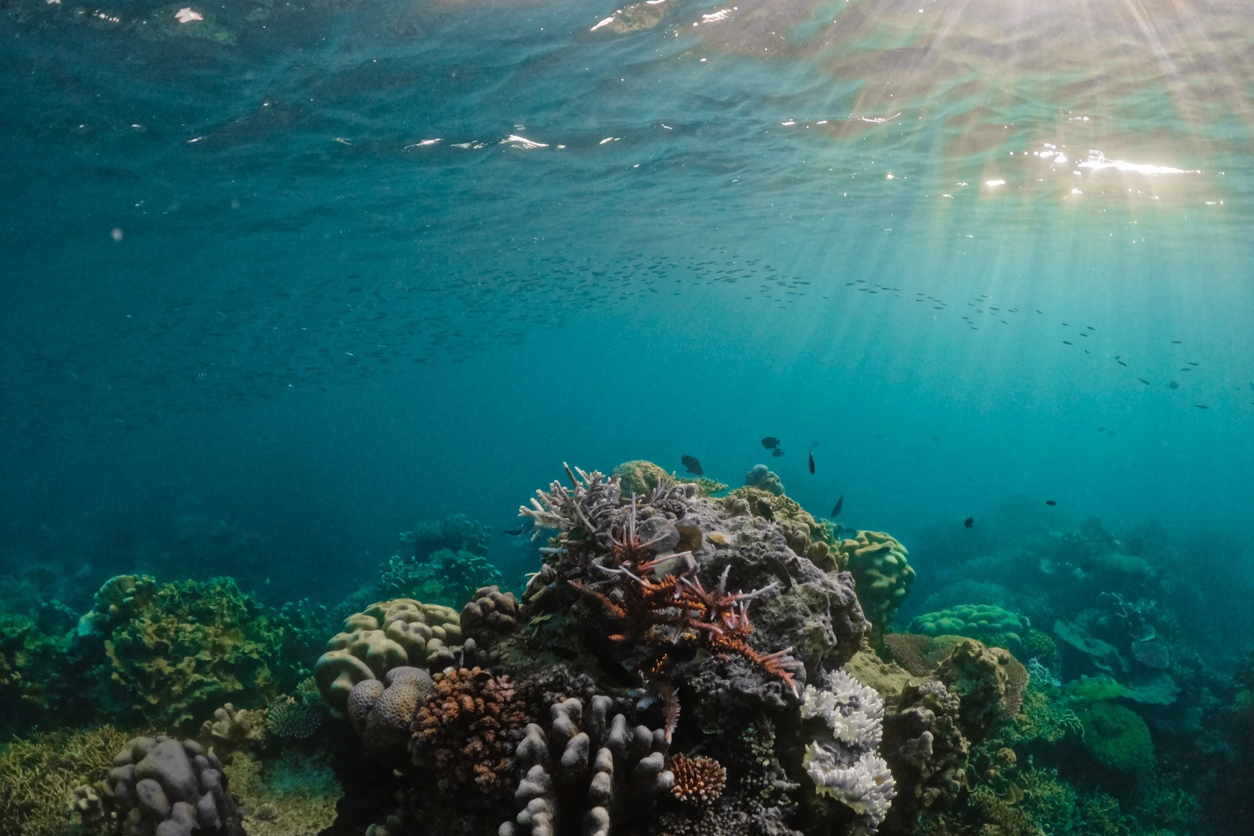Underwater view of a coral reef with various coral formations and small fish, sunlight filtering from above in Indonesia.