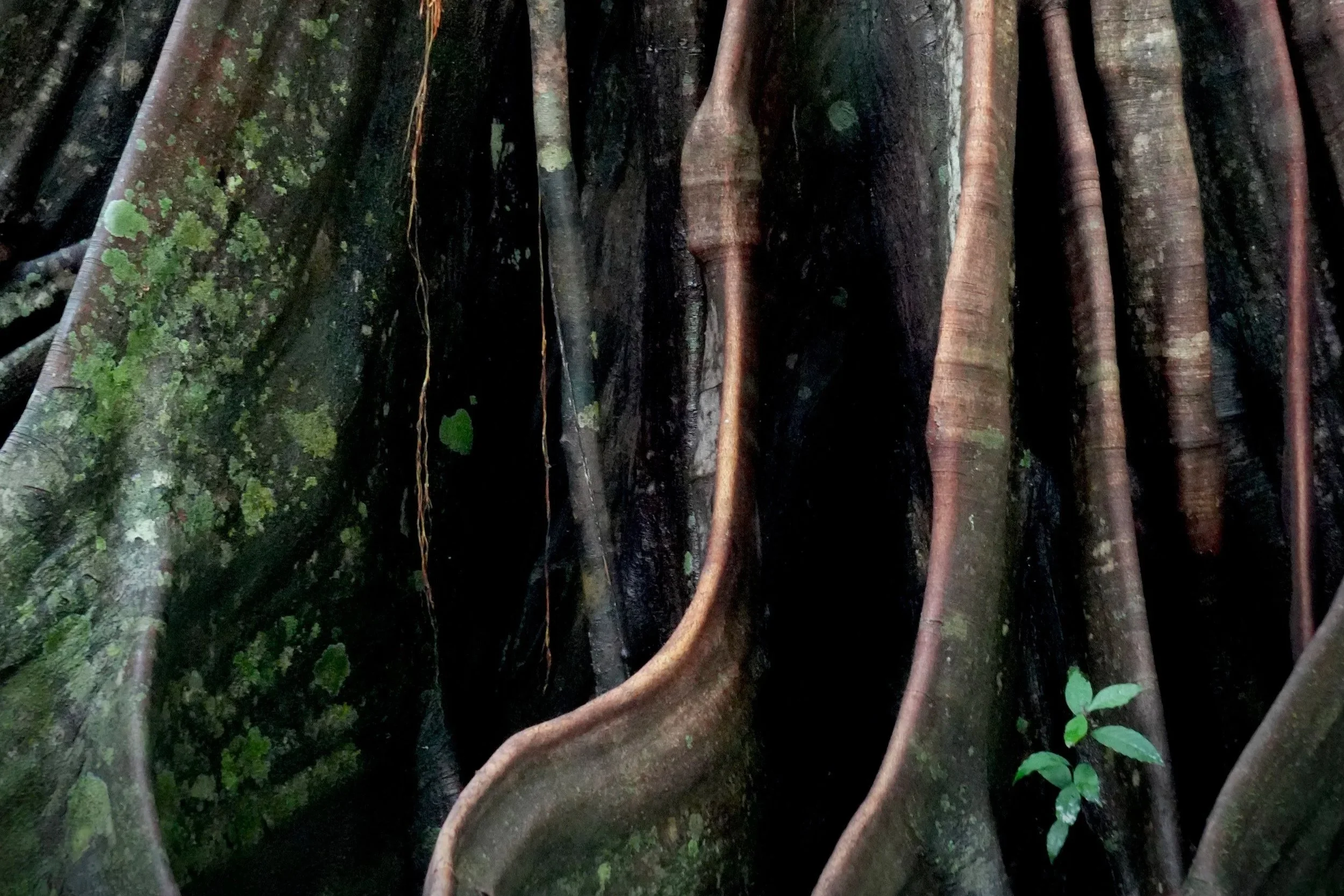 Close-up of tree roots intertwined and growing on a dark forest floor, with some small green leaves at the bottom, Corcovado National Park, Costa Rica.
