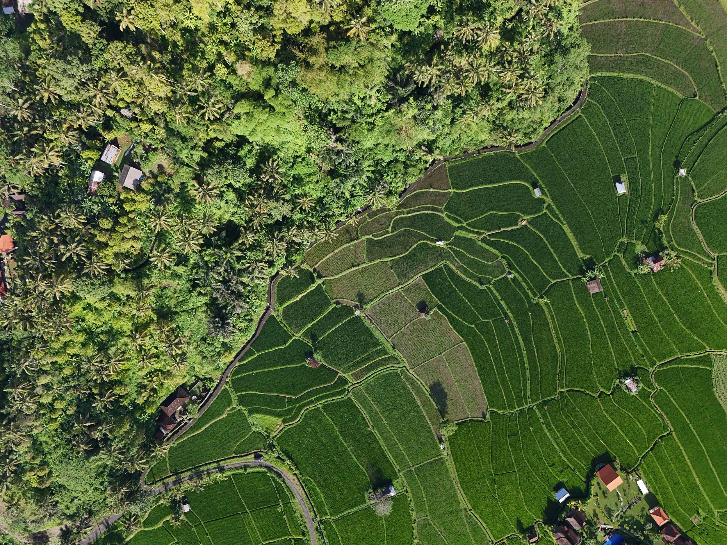 Aerial view of rural landscape at sunrise in Bali, with rice paddies and palm trees stretching across the valley, Sidemen, Bali.