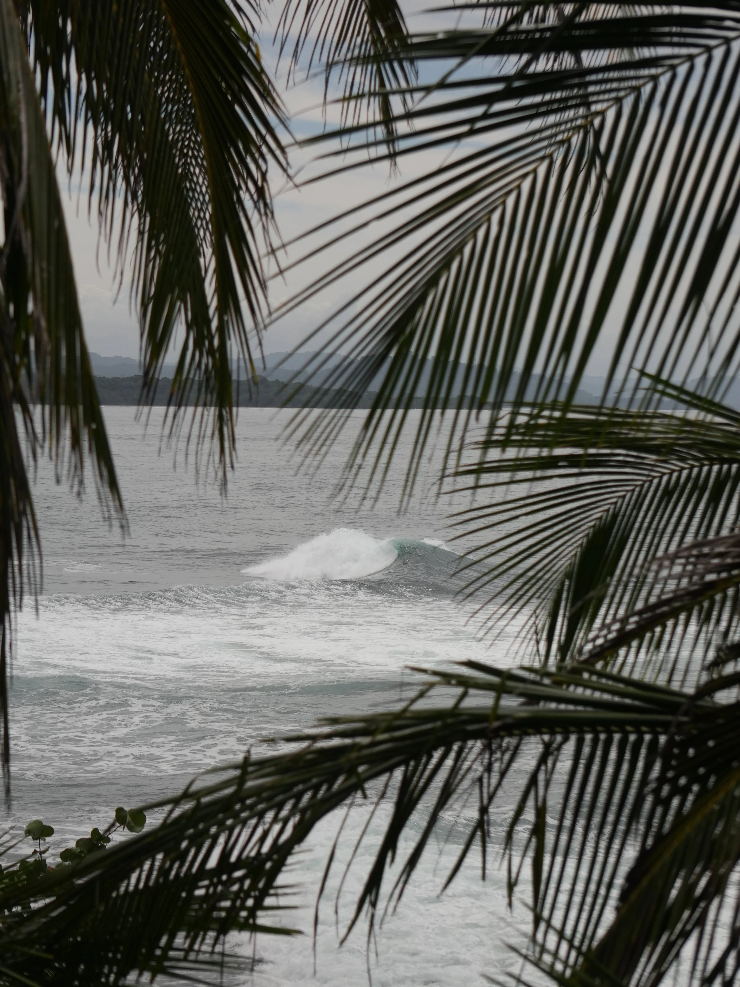 Ocean waves rolling toward the shore, framed by palm leaves along the Caribbean coast of Costa Rica.