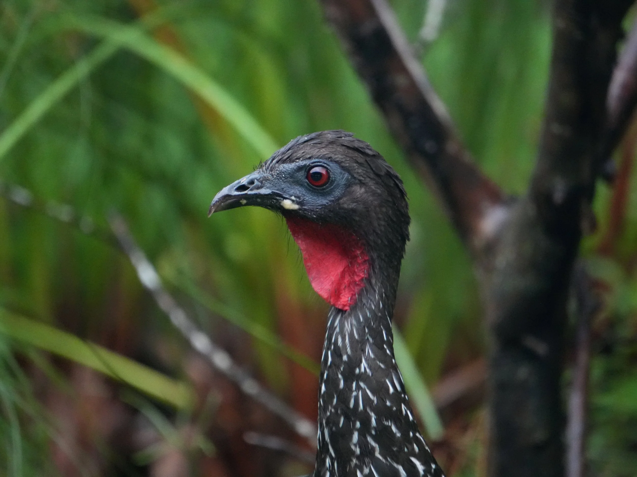 Close-up of a crested guan in tropical rainforest vegetation in Arenal National Park, Costa Rica.