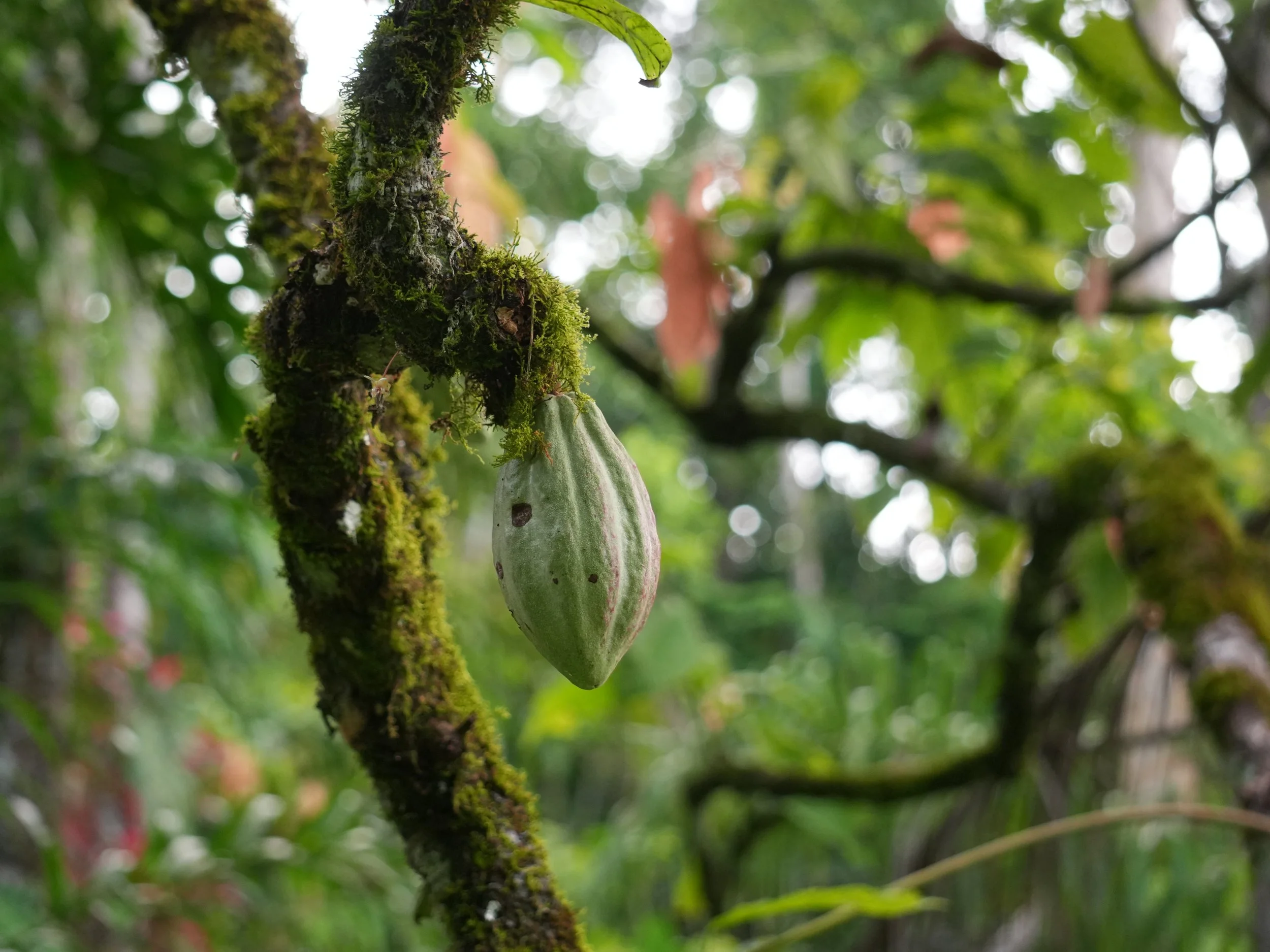 Young cocoa pod growing on a moss-covered tree branch in the Costa Rican rainforest, surrounded by dense tropical vegetation.