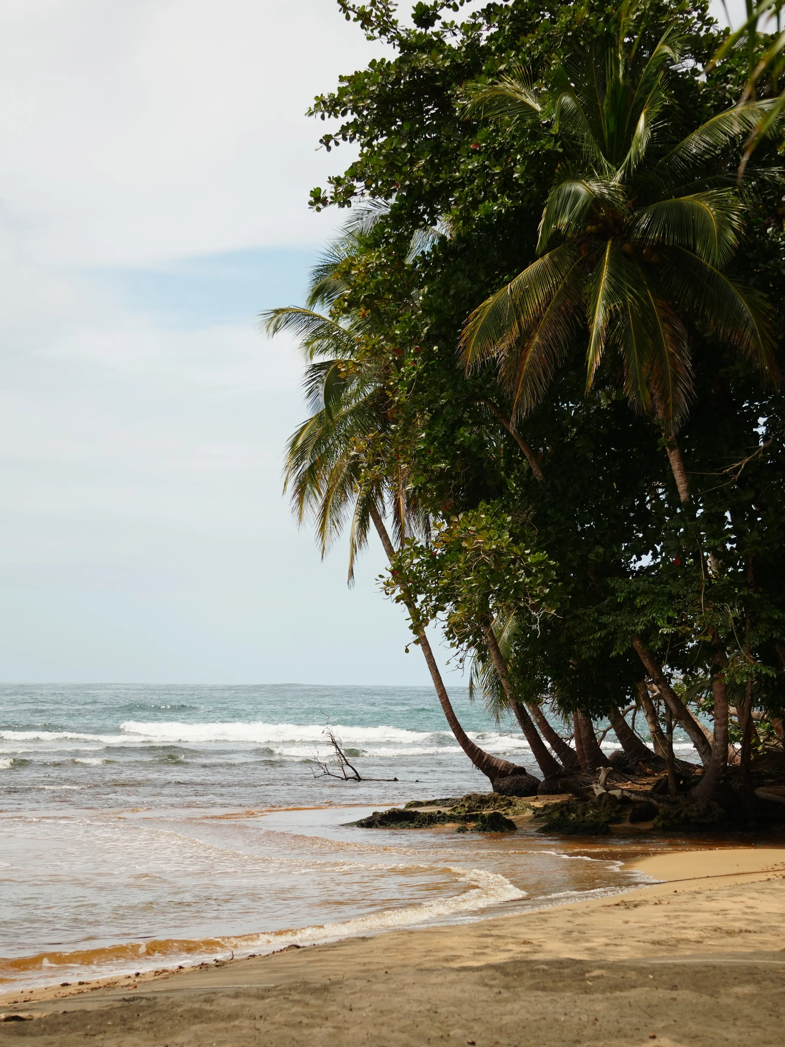 Palm-lined coastline in Manzanillo, Costa Rica, where tropical forest meets the Caribbean Sea.