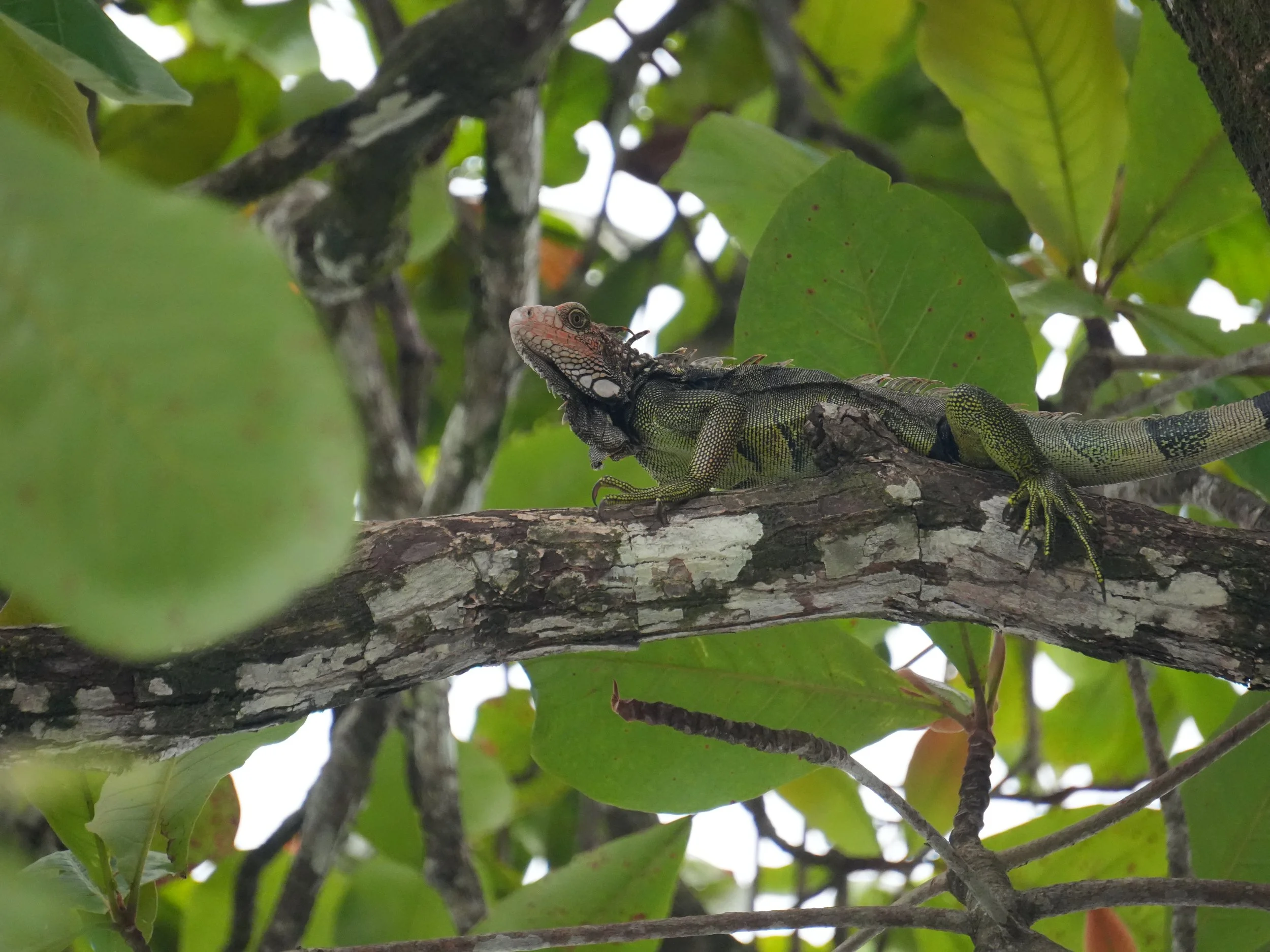 Iguana resting high in a tree along the Sierpe River in Costa Rica, surrounded by dense tropical foliage.
