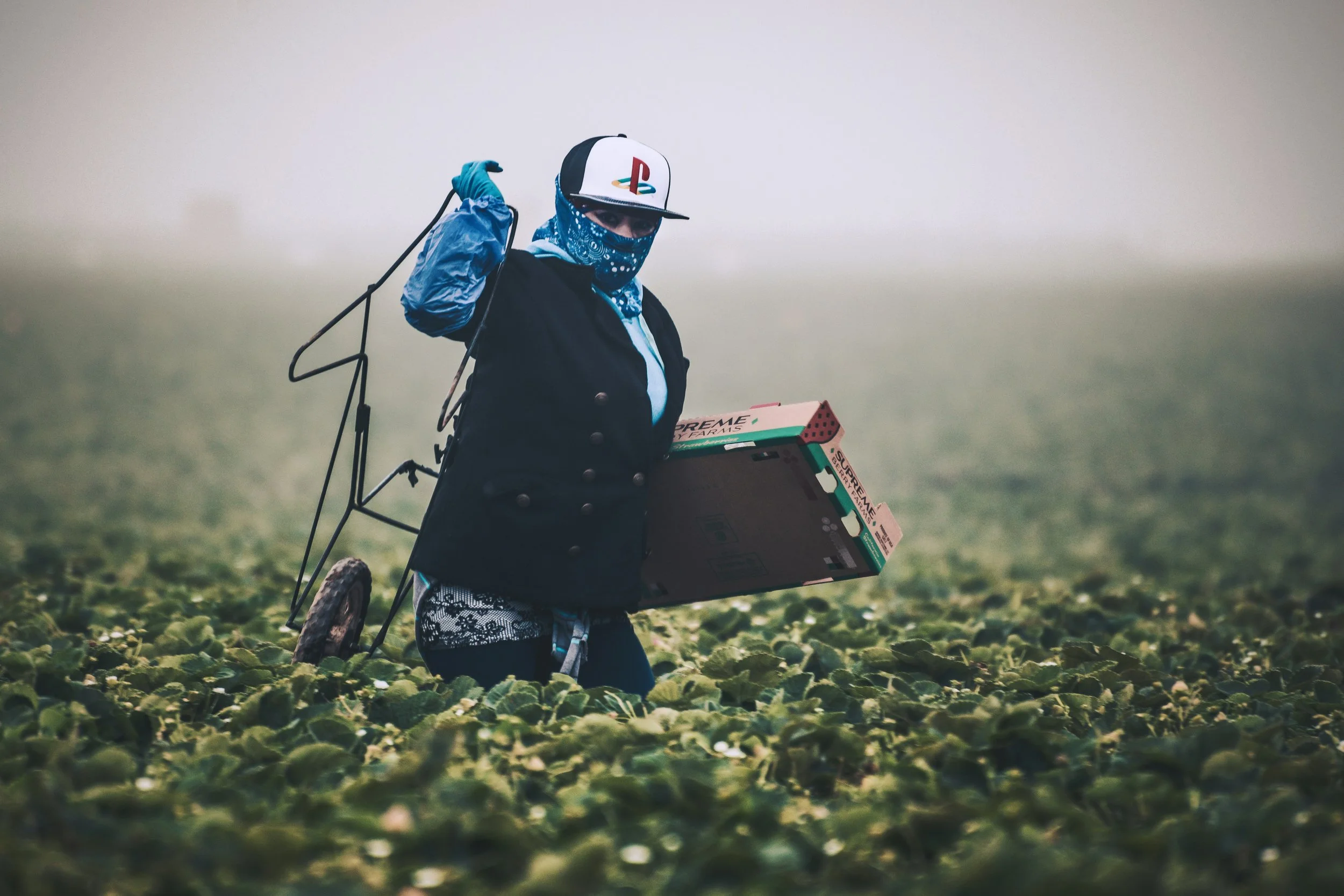 Person harvesting crops in a field while carrying a cardboard produce box