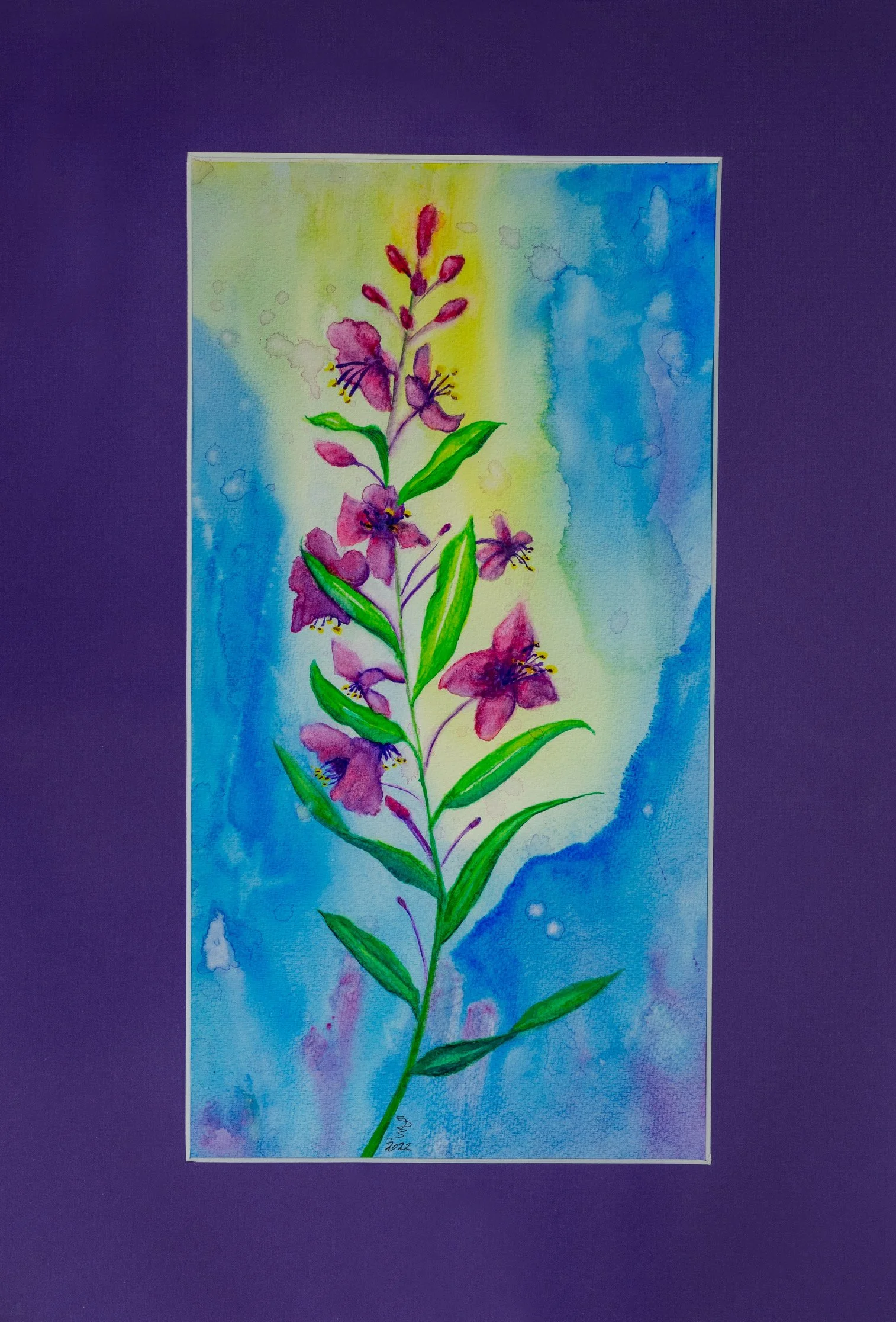 Fireweed - 11"X17" - Watercolor on Paper