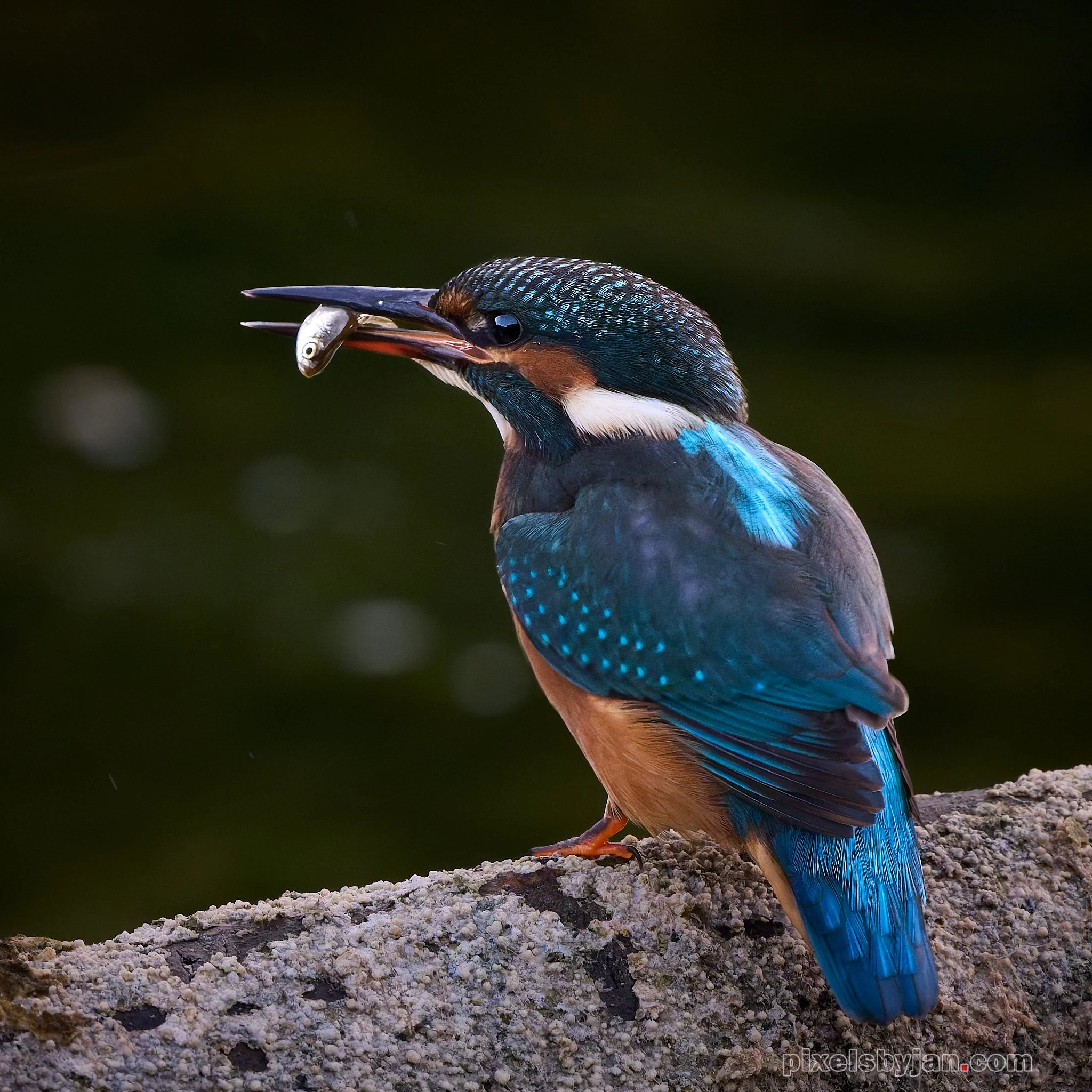 DSC_1553-DxO_DeepPRIME XD2s 1.jpg