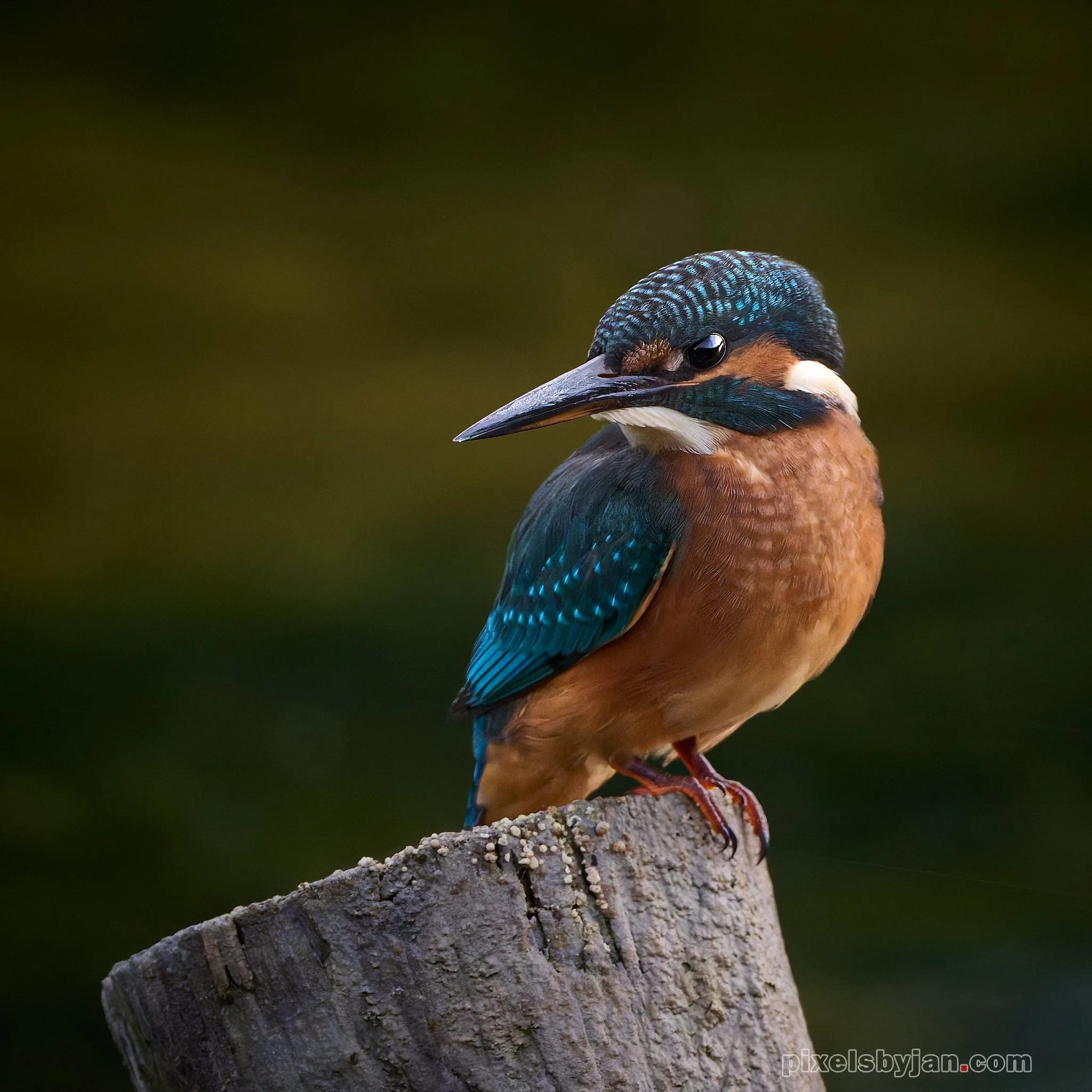 DSC_1458-DxO_DeepPRIME XD2s 1.jpg