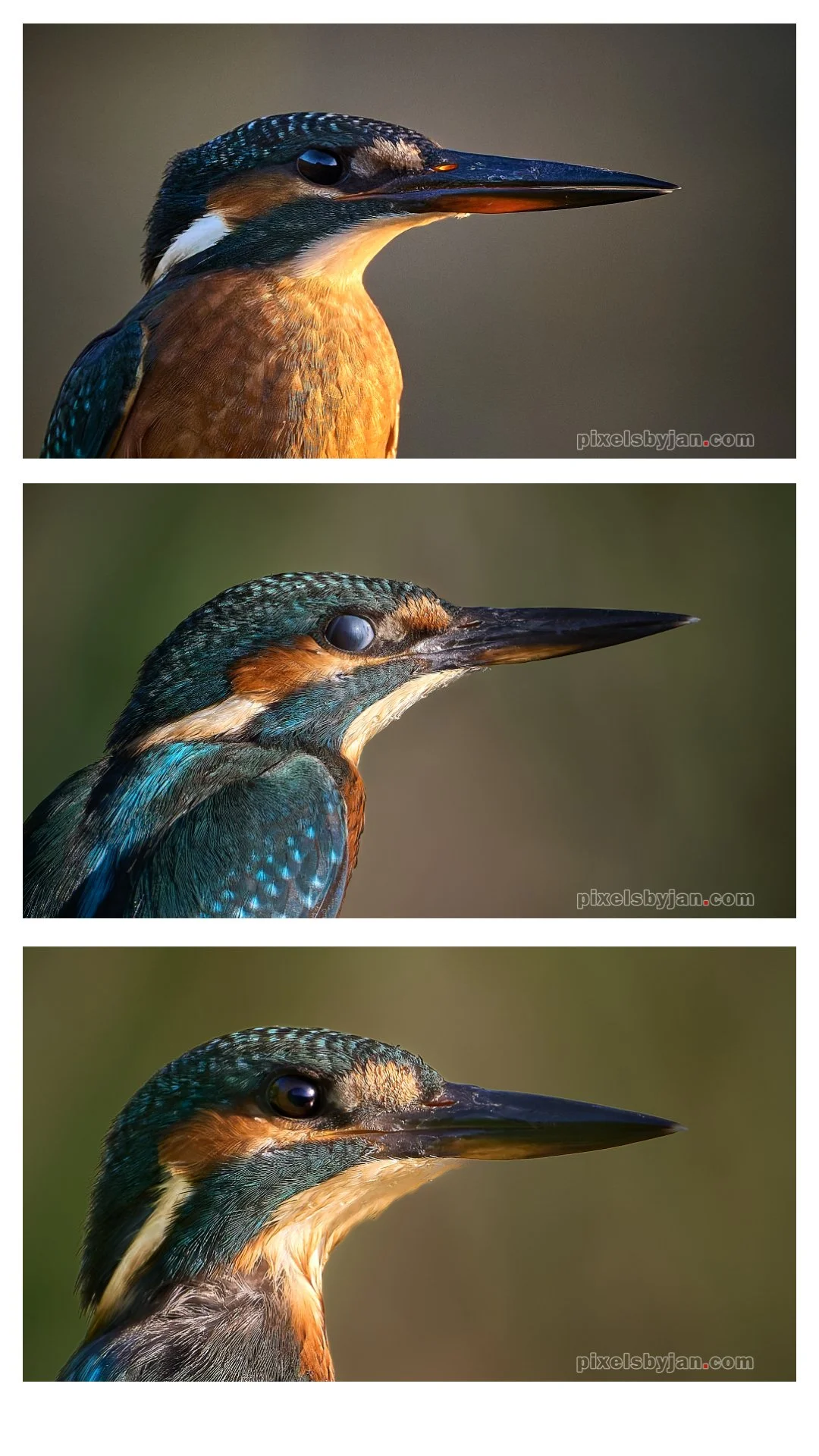 Collage 7.jpg