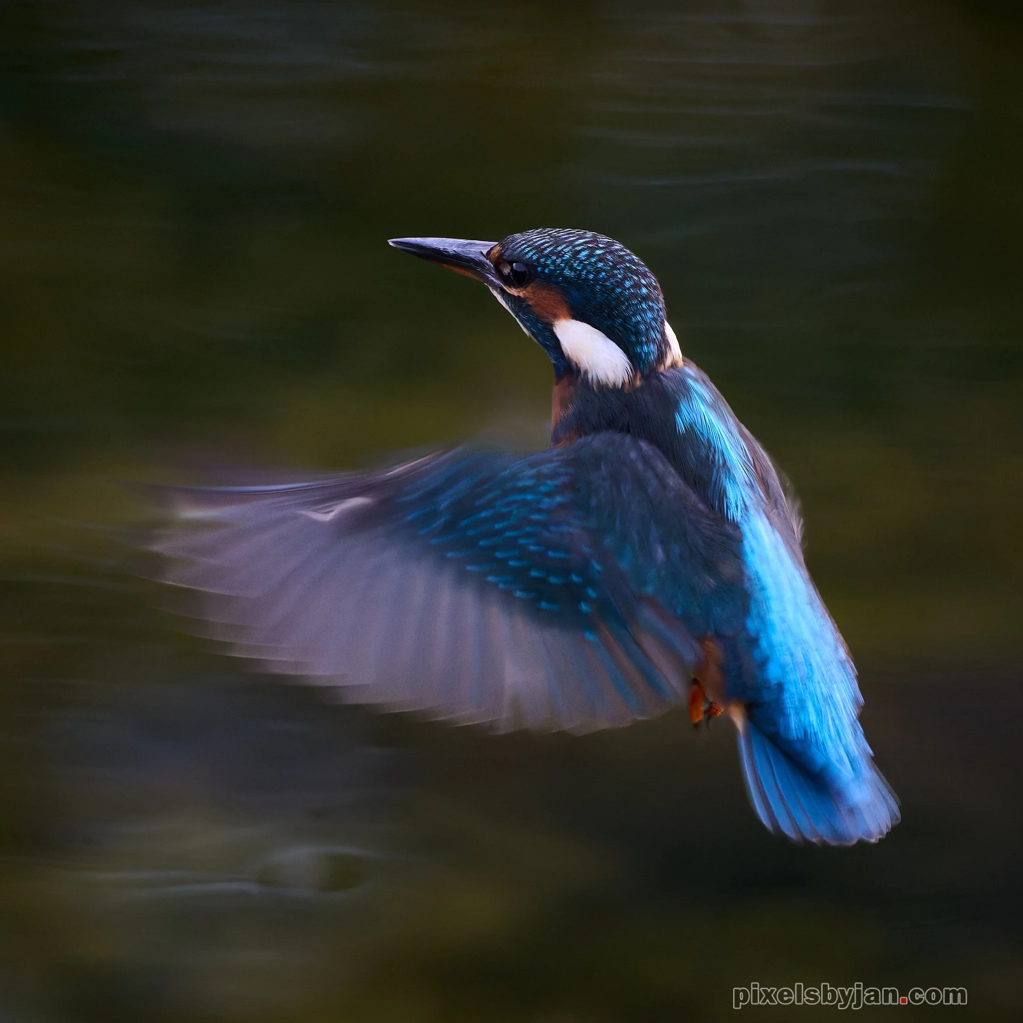 DSC_1427-DxO_DeepPRIME XD2s.jpg