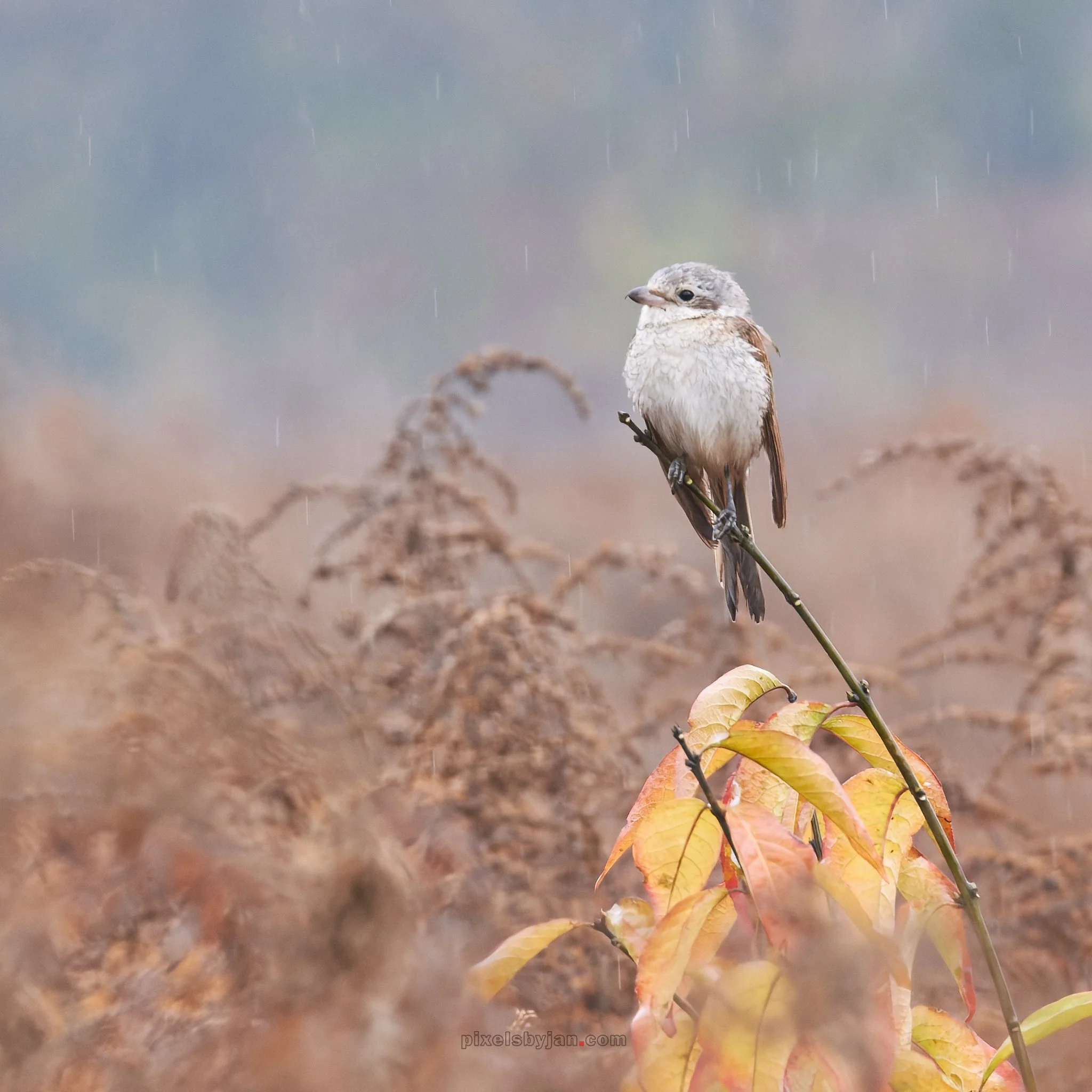 DSCF1949-DxO_DeepPRIME XD3 X-Trans.jpg